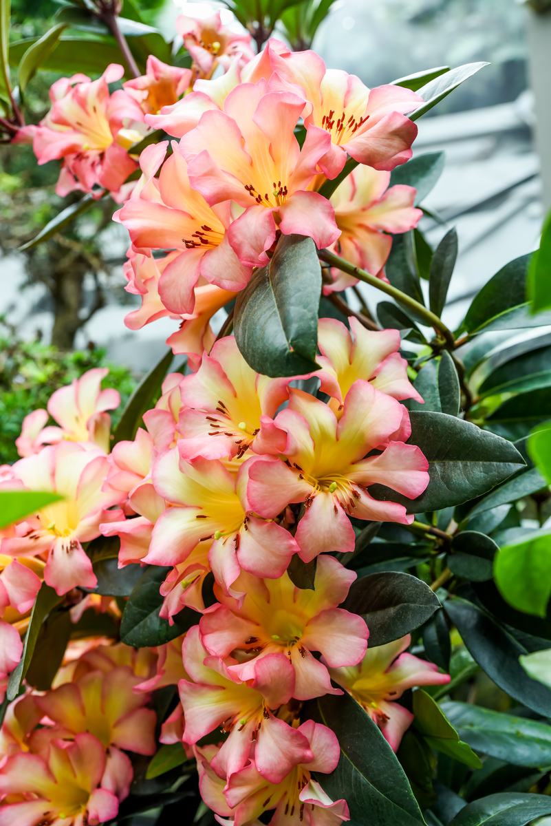 雀梅和圣心百合是一个品种吗400字