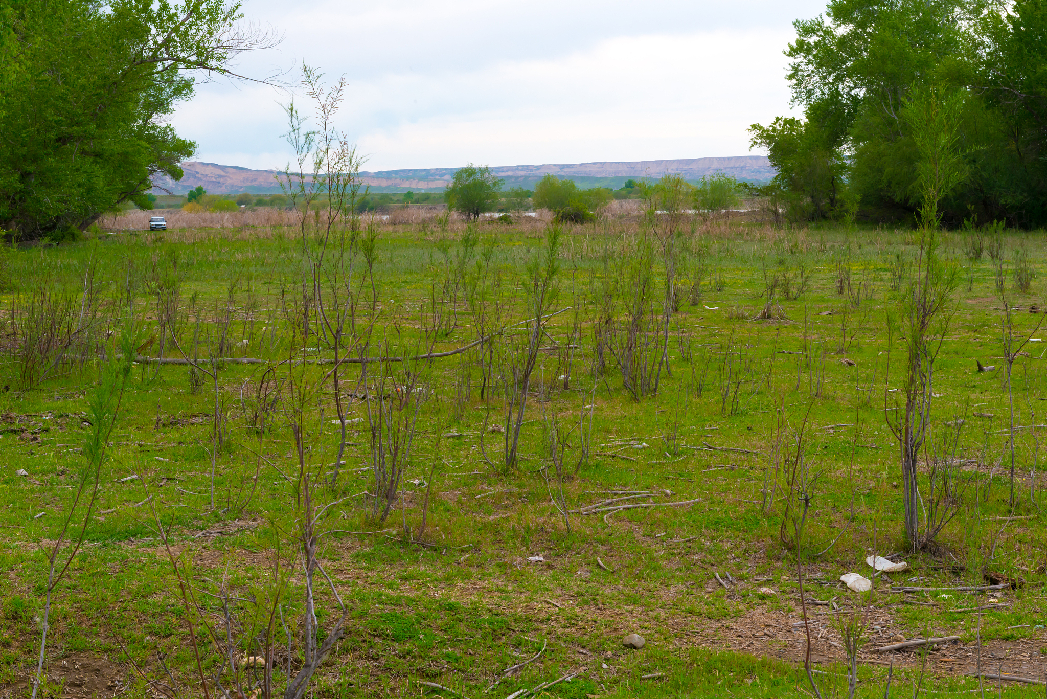 植树造林减排潜力：挑战与风险