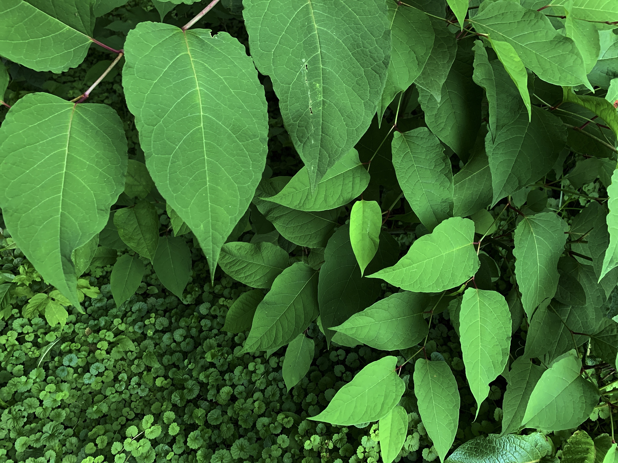 lush green foliage