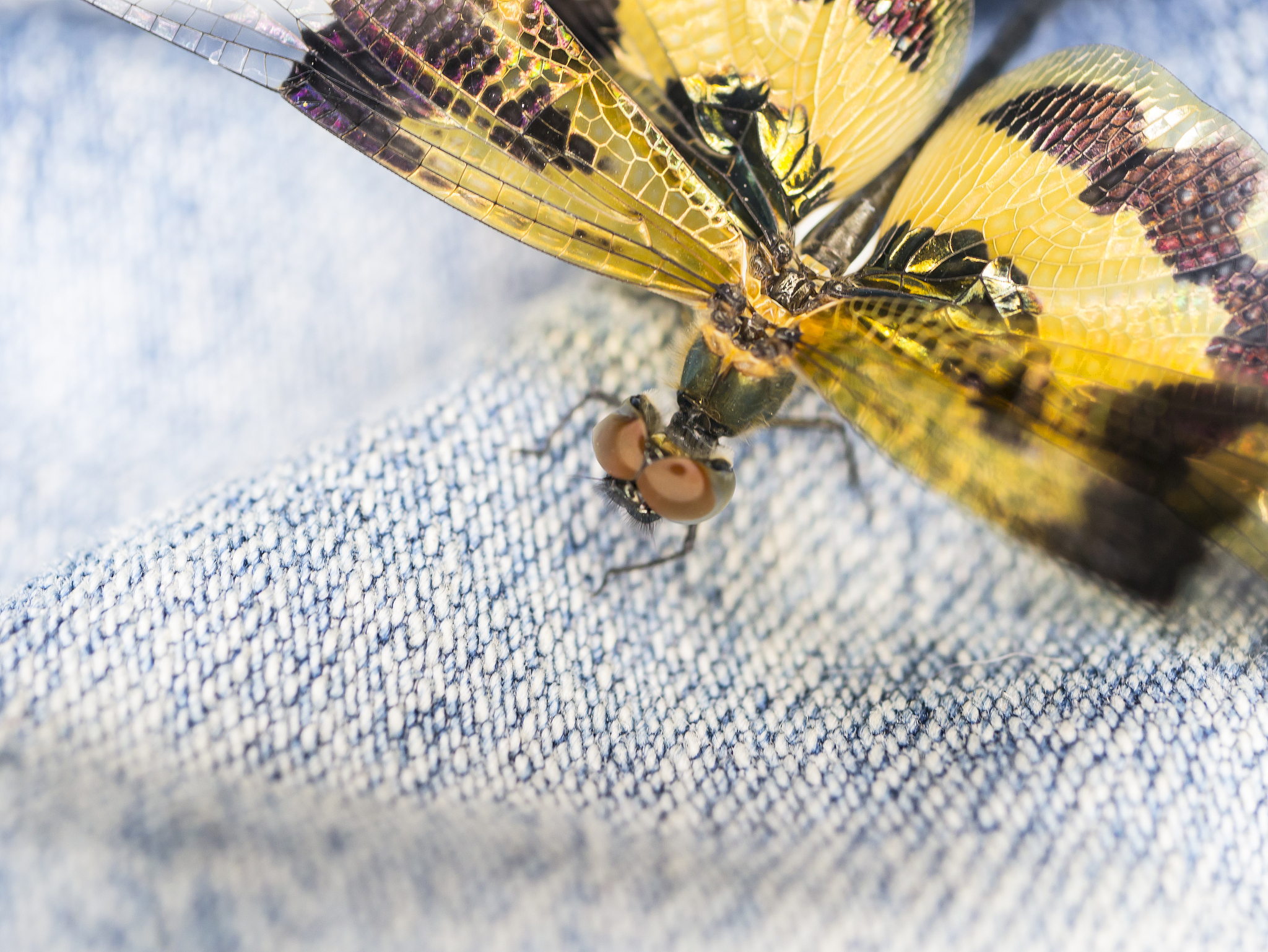close up of dragonfly