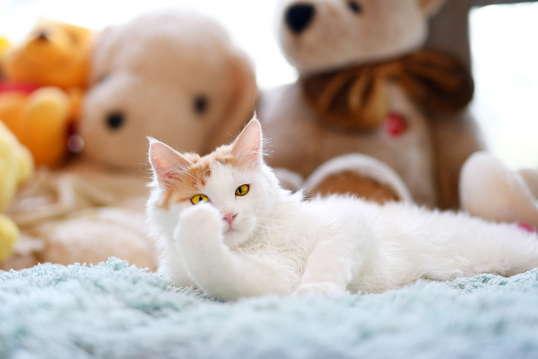 作文主题是我家的宠物猫