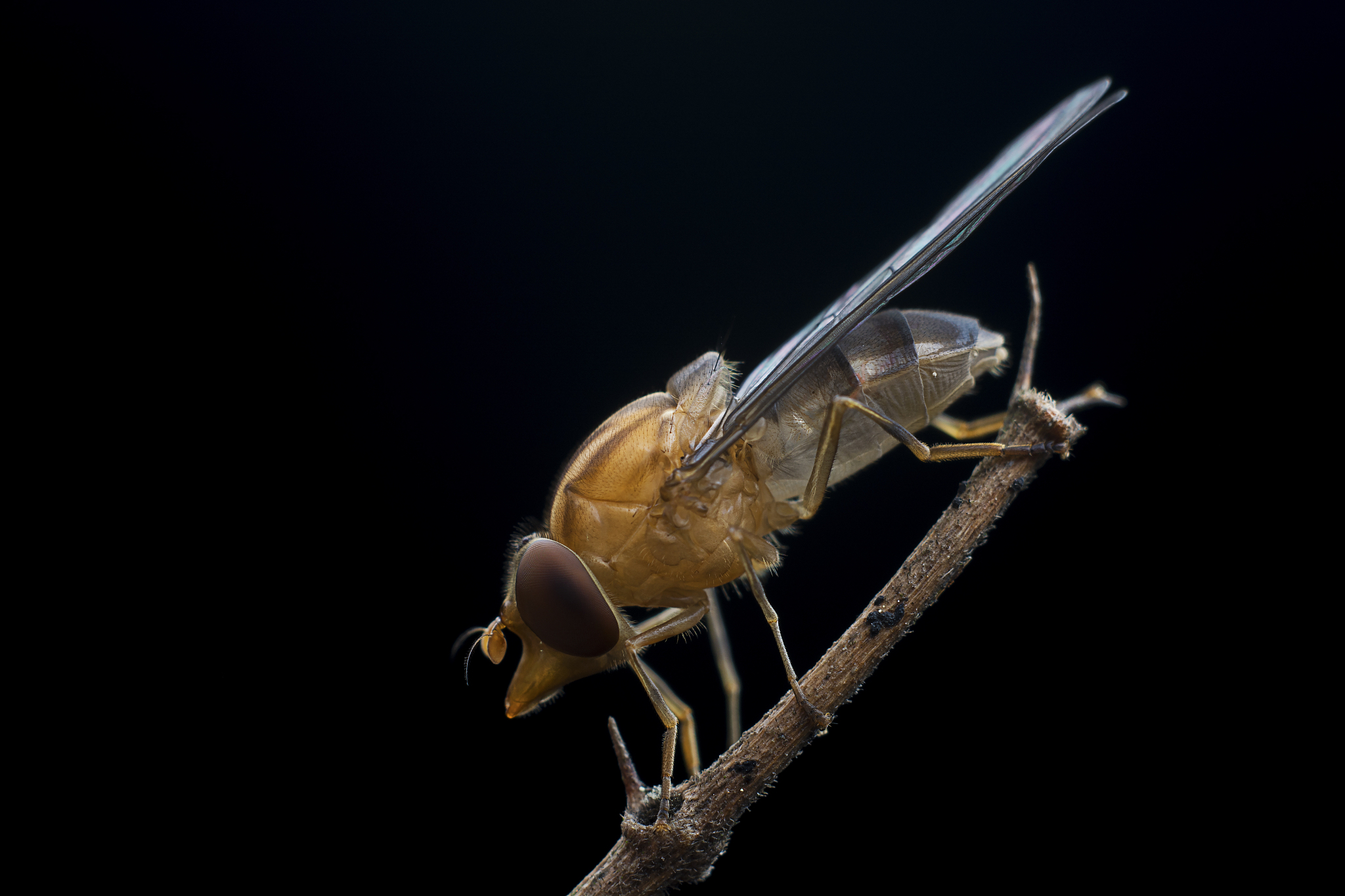 JOURNAL OF PEST SCIENCE期刊研究范围及最新发表文章 - SEO优化