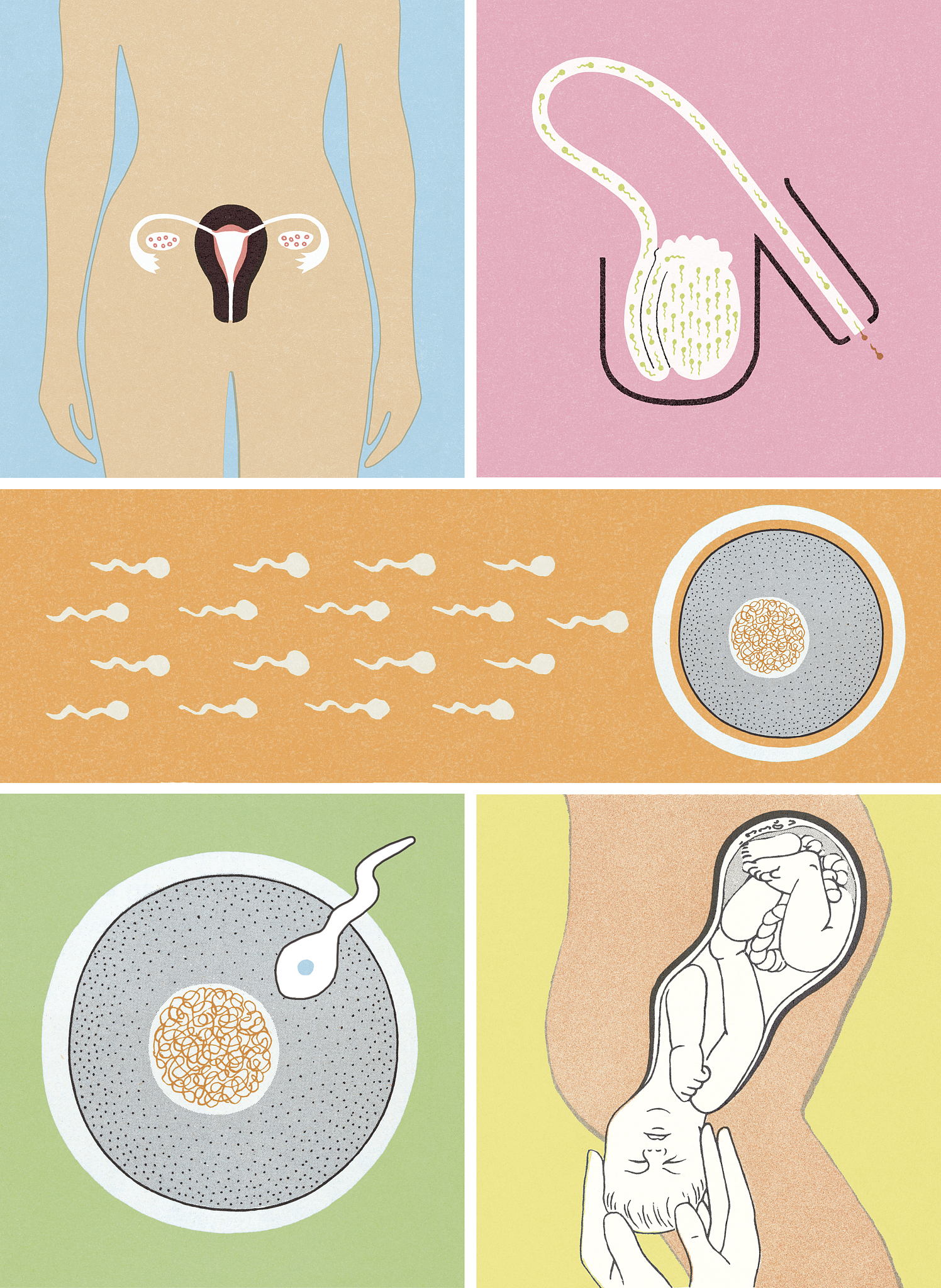 帮我写10个南同堂牌羊胎盘的疑问式标题