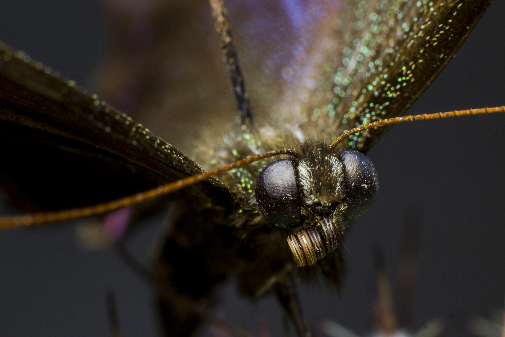 macro picture of a butterfly
