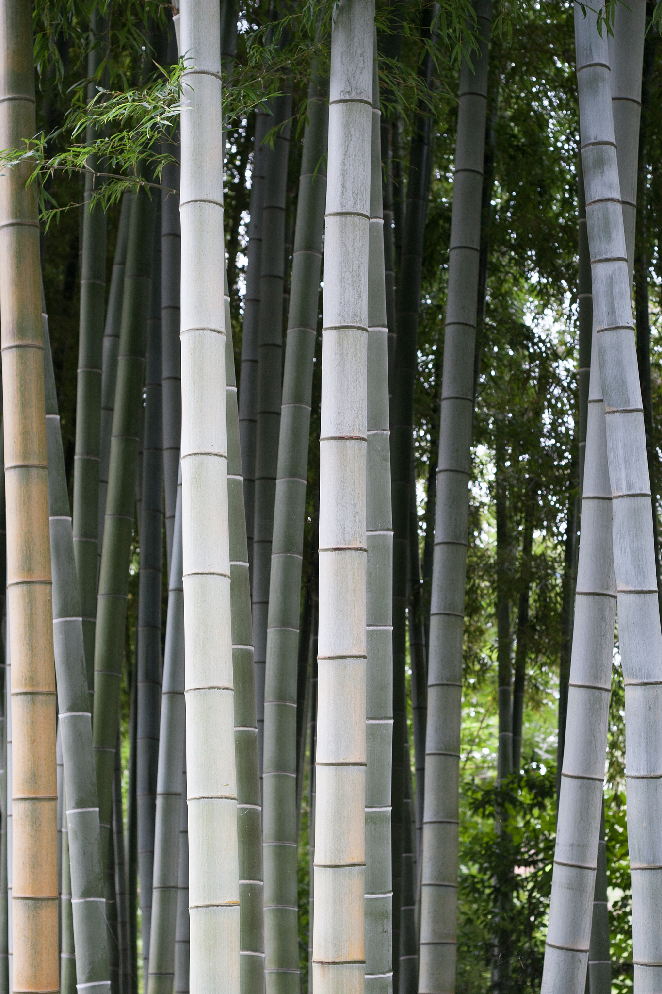 bamboo forest