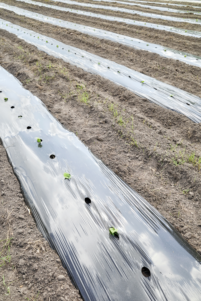 塑料薄膜覆盖技术：农业节水增产的有效手段