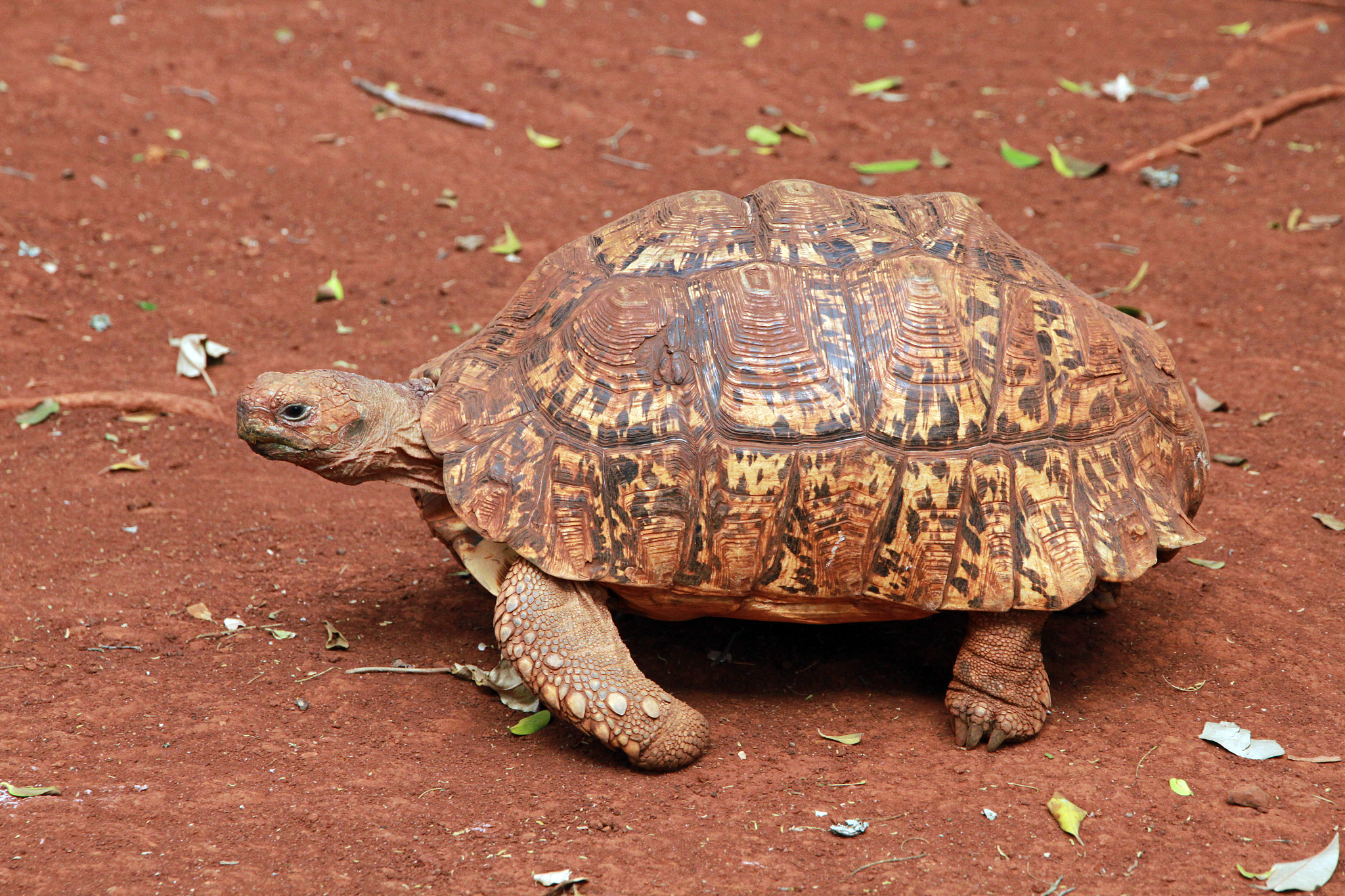 leopard tortoise