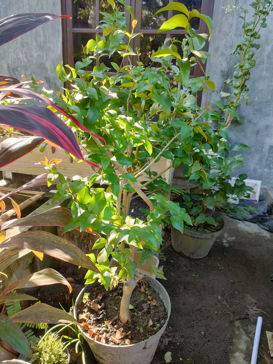 5月月季花后如何修剪遇到病虫害如何防治3000字