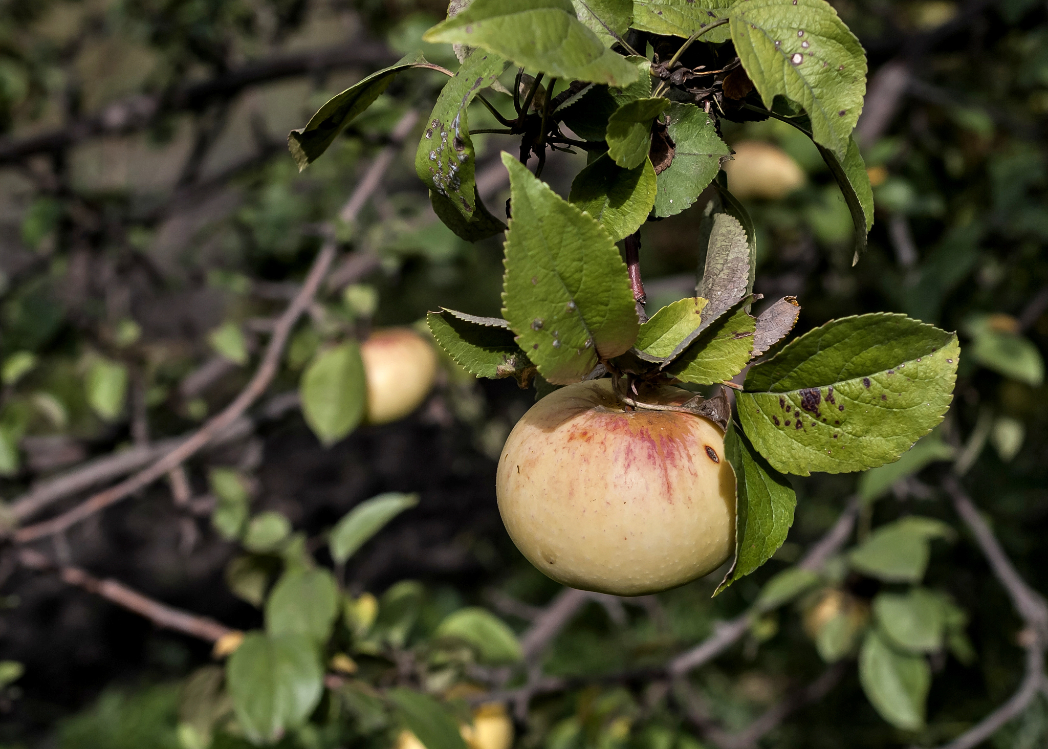 苹果霉心病如何治疗