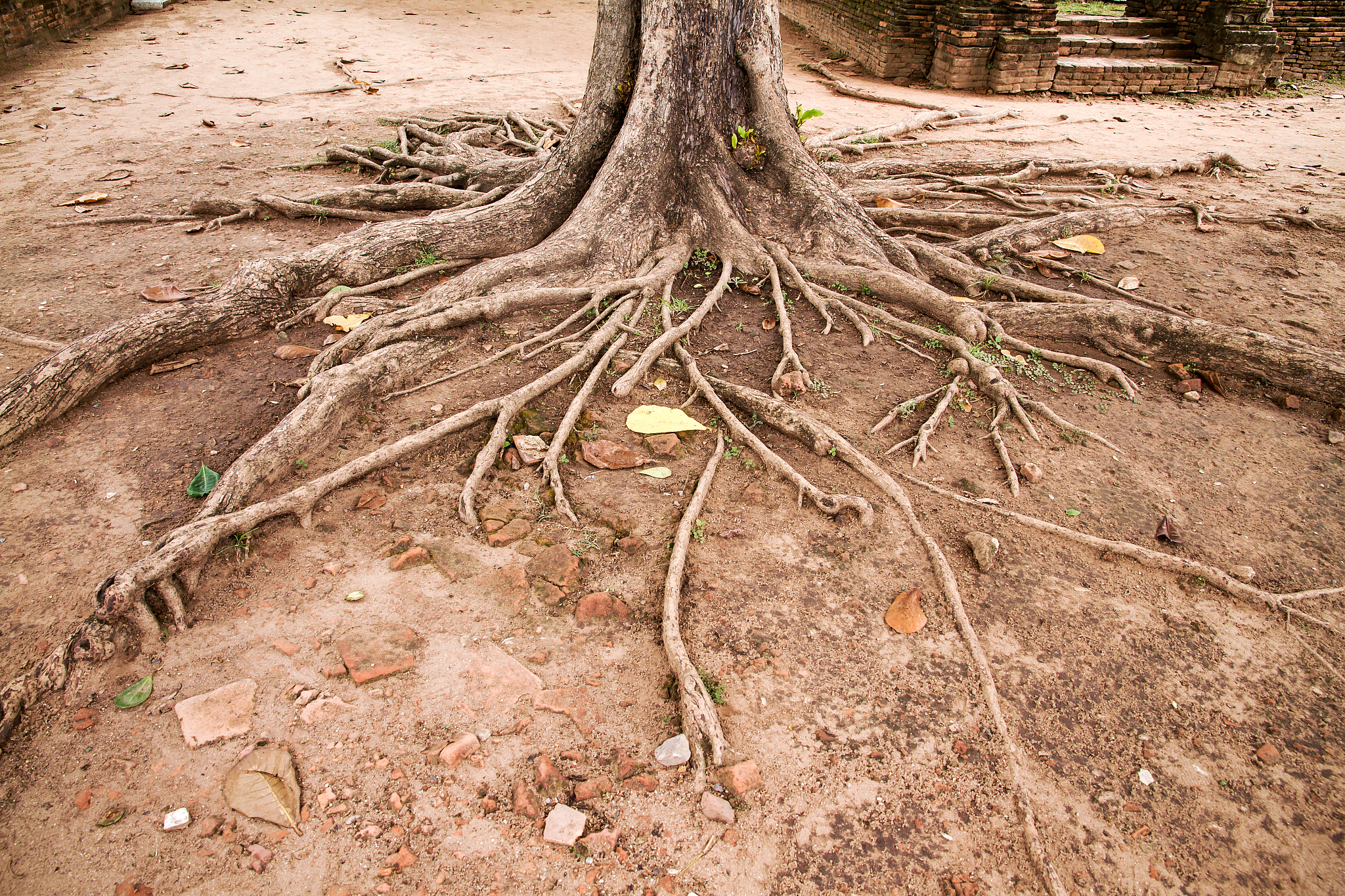 干旱条件下接种 AMF 促进植物生长，提高生物量