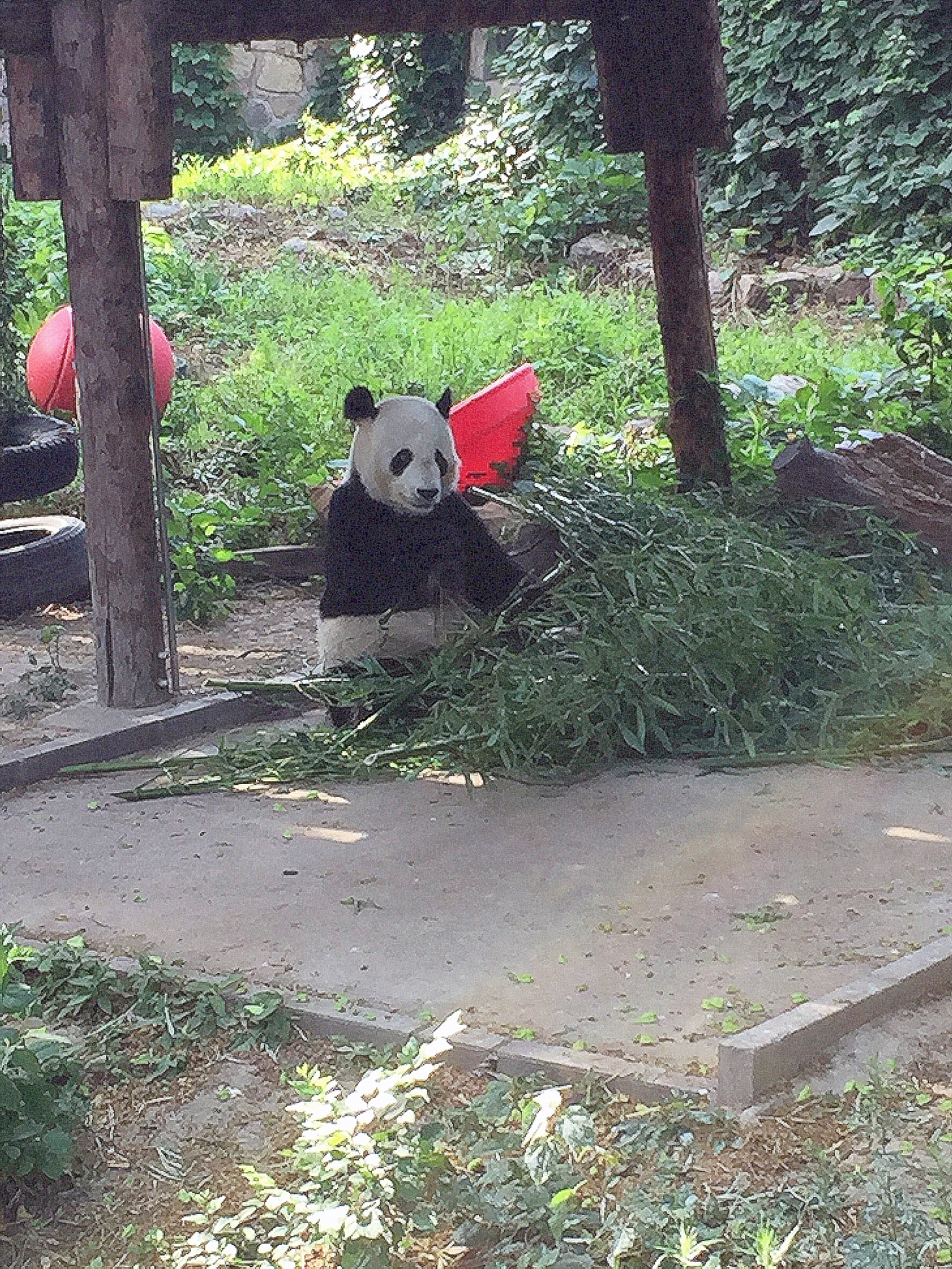 旅美大熊猫 小奇迹现状