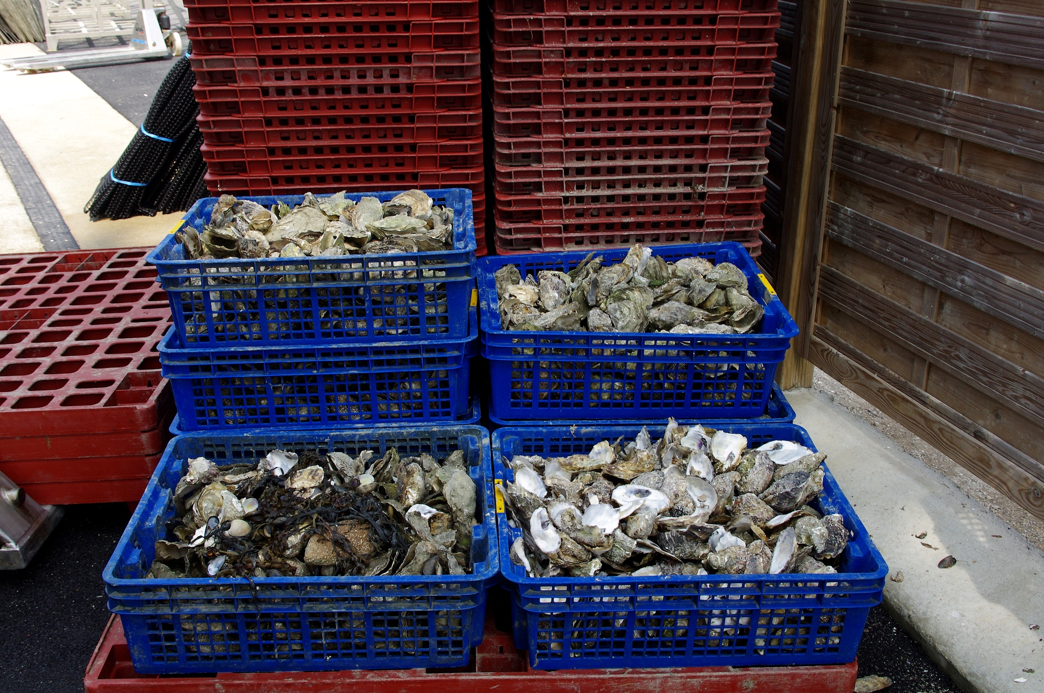 生蚝保存技巧：延长鲜活时间，美味不打折！