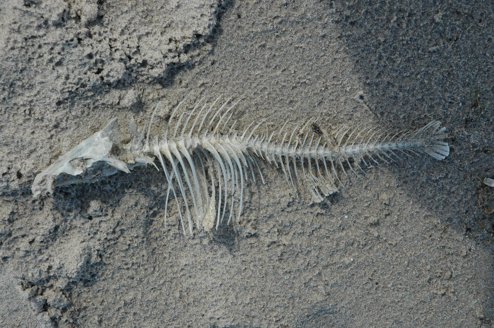 fish bones