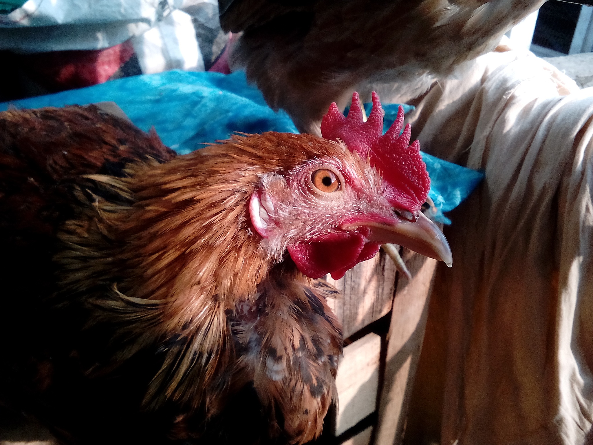 pet cock of home