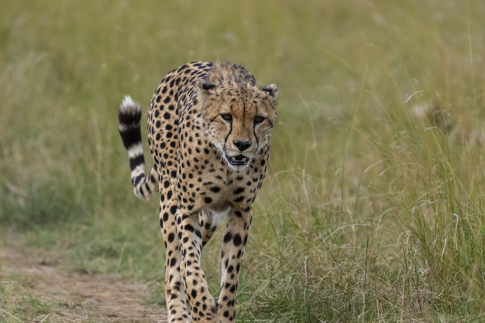 a cheetah from the five brothers coalition walking in the plains