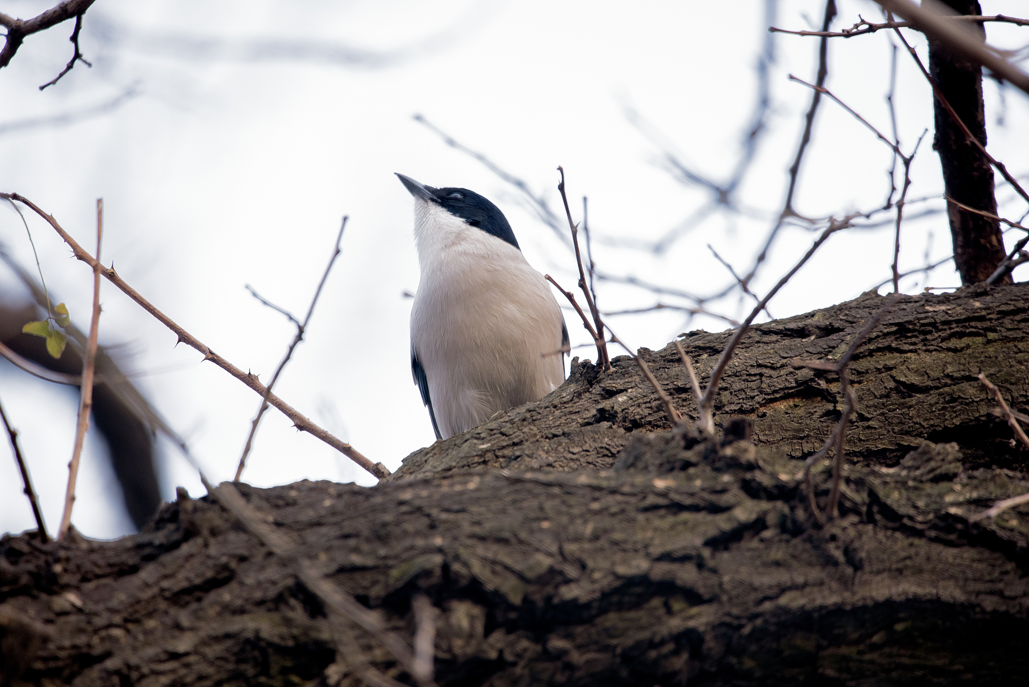 为什么选这种鸟纪念而不是其他的鸟？