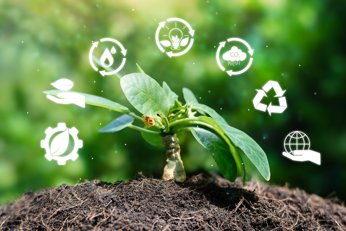 不少于三百字植物化学保护摘要并翻译成英文