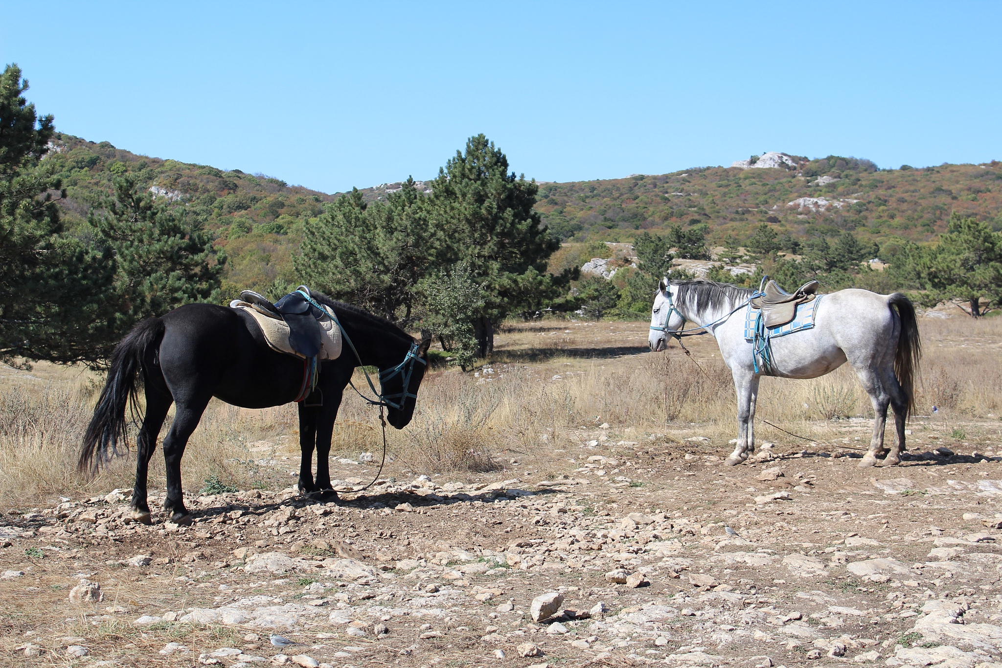 two horses in a stand in harness and saddles in a field among th