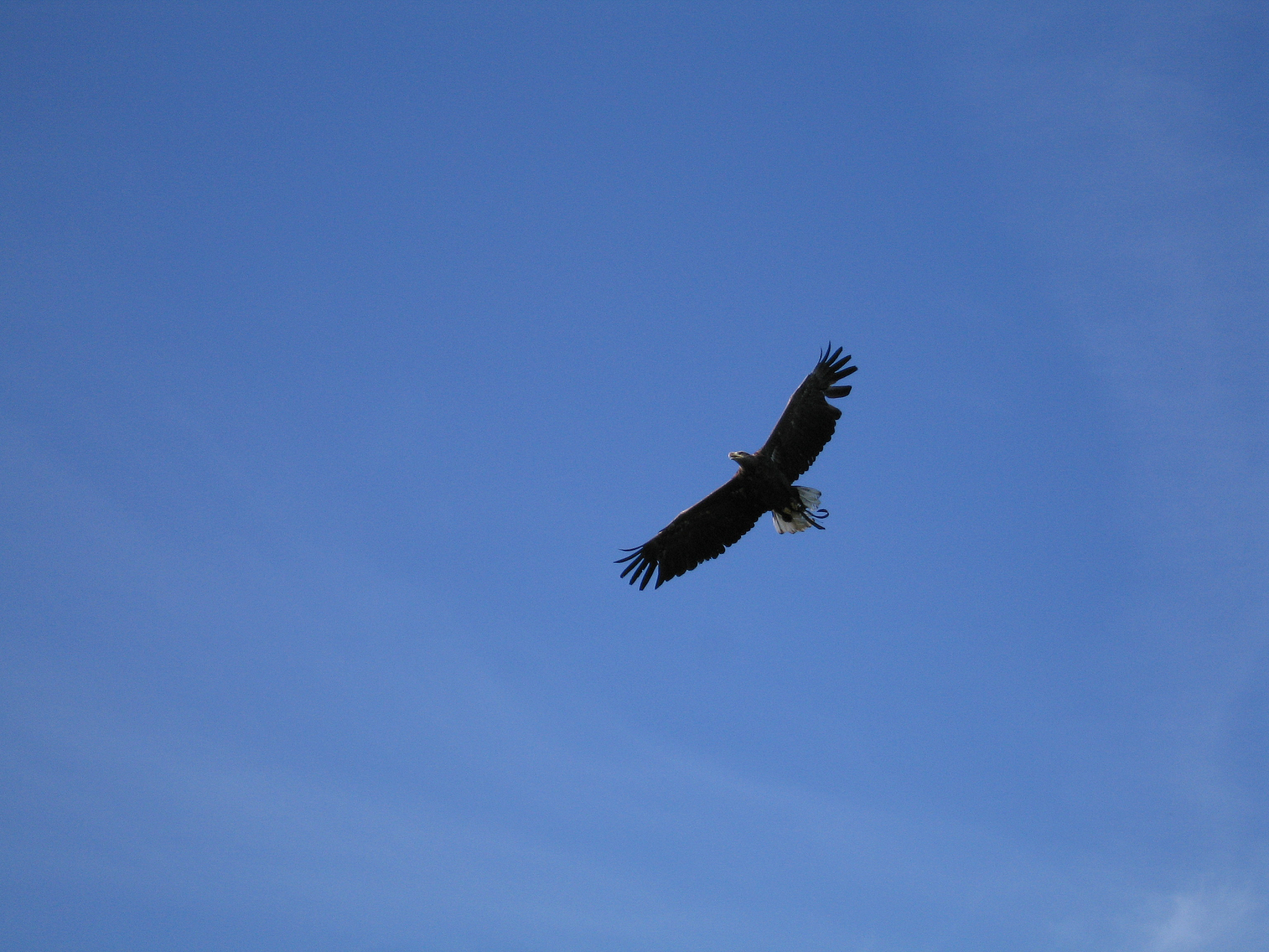 希望不要结束的成语：表达无限期盼的词汇