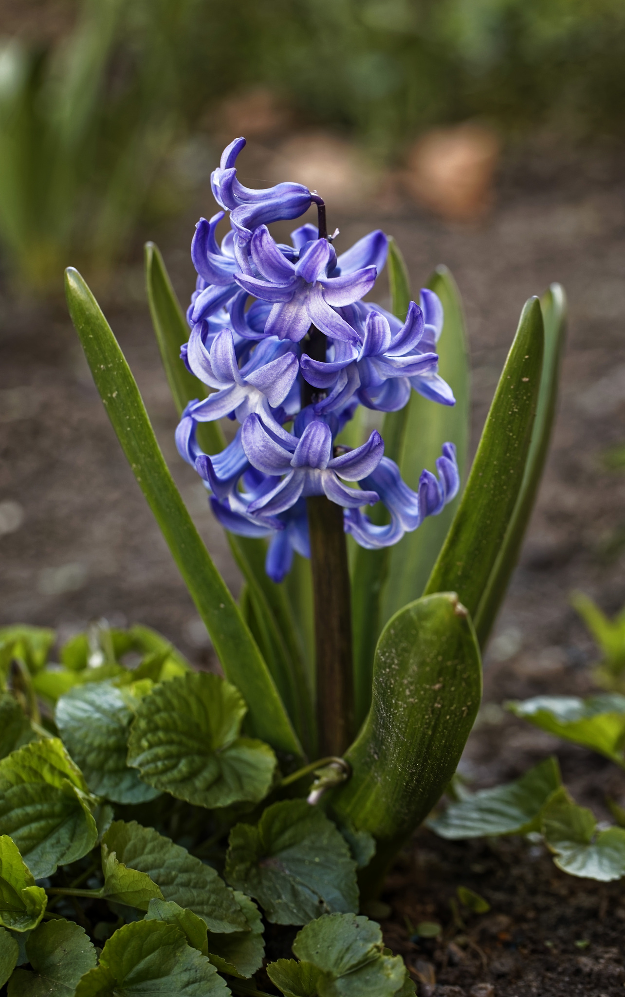 hyacinth in a garden