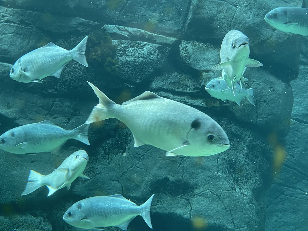 深海求生：全新海洋探险版本上线！