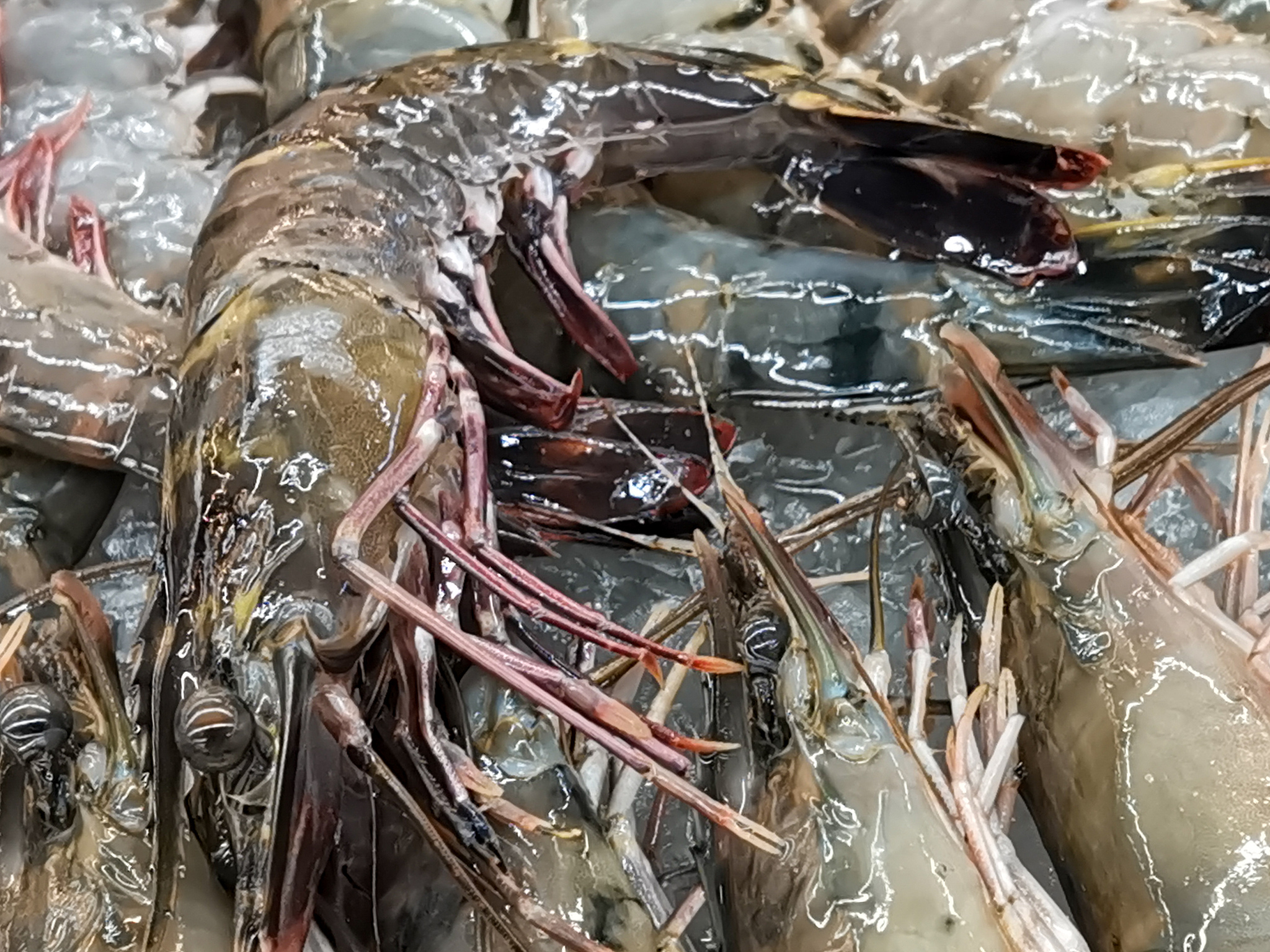 龙虾宰杀后能冷藏多久，