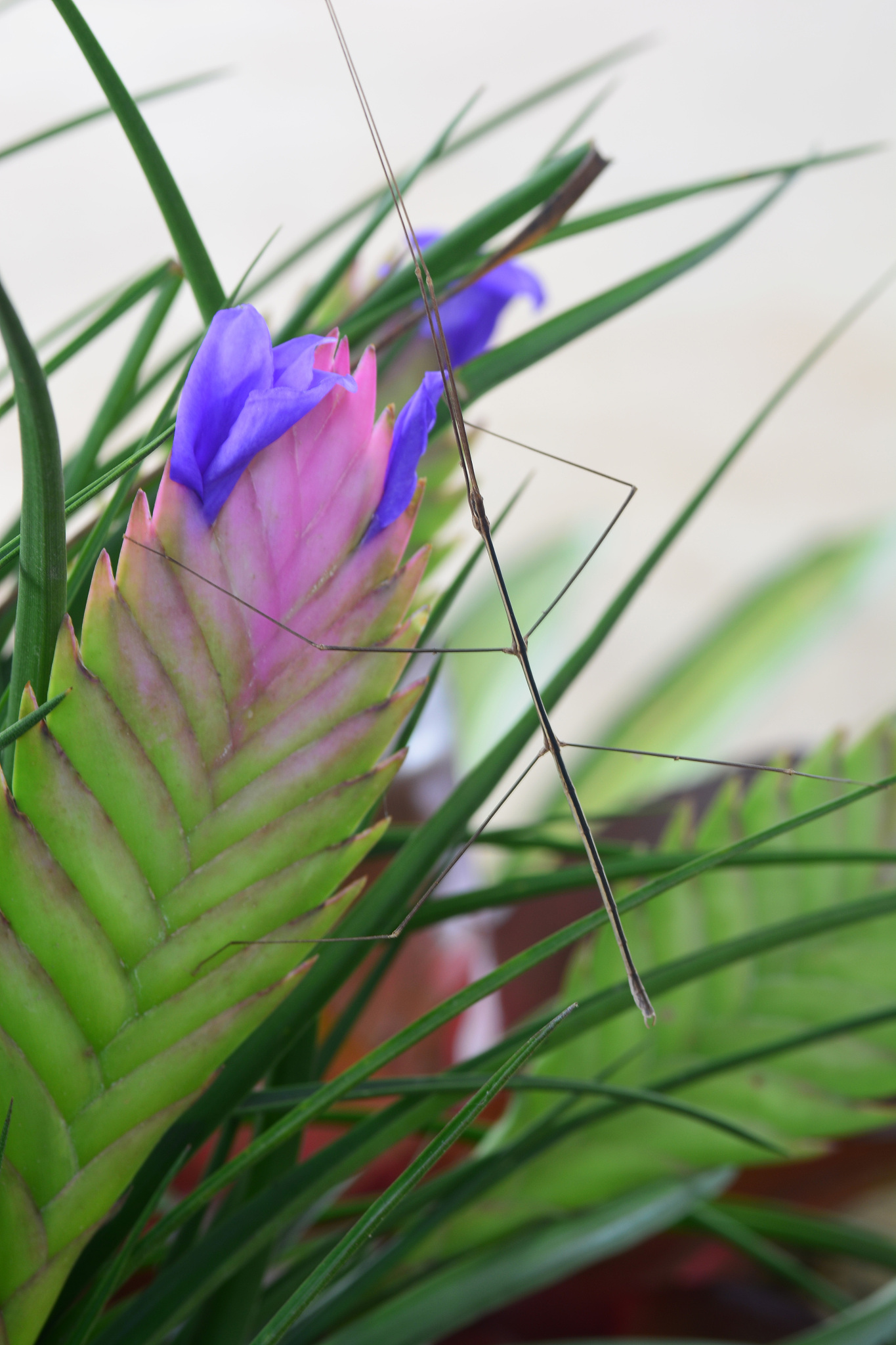 stick insect on bromeliad tree