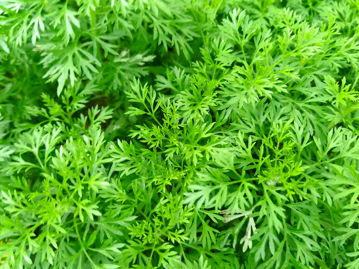 艾草有什么作用