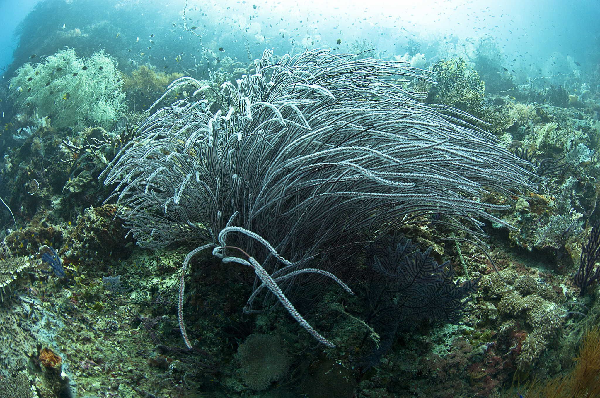 请修改润色下面的文字可以适当扩写使其结构合理逻辑清晰请使用书面学术用语：根据图2-4可以看出在黑石礁岩相潮间带5个采样断面的不同潮位中大型底栖生物种类数的变化规律。其中在低潮带大型底栖生物种类数最多为1020±286种而在高潮带和中潮带种类数分别为955±361种和995±417种为低潮带种类数的936和9755。总体而言不同潮位大型底栖生物种类数呈现出低潮带＞中潮带＞高潮带的趋势。 大型海藻种类