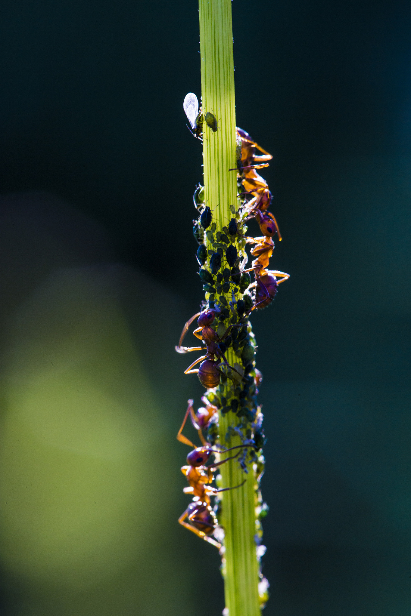 Ant Design 怎么读