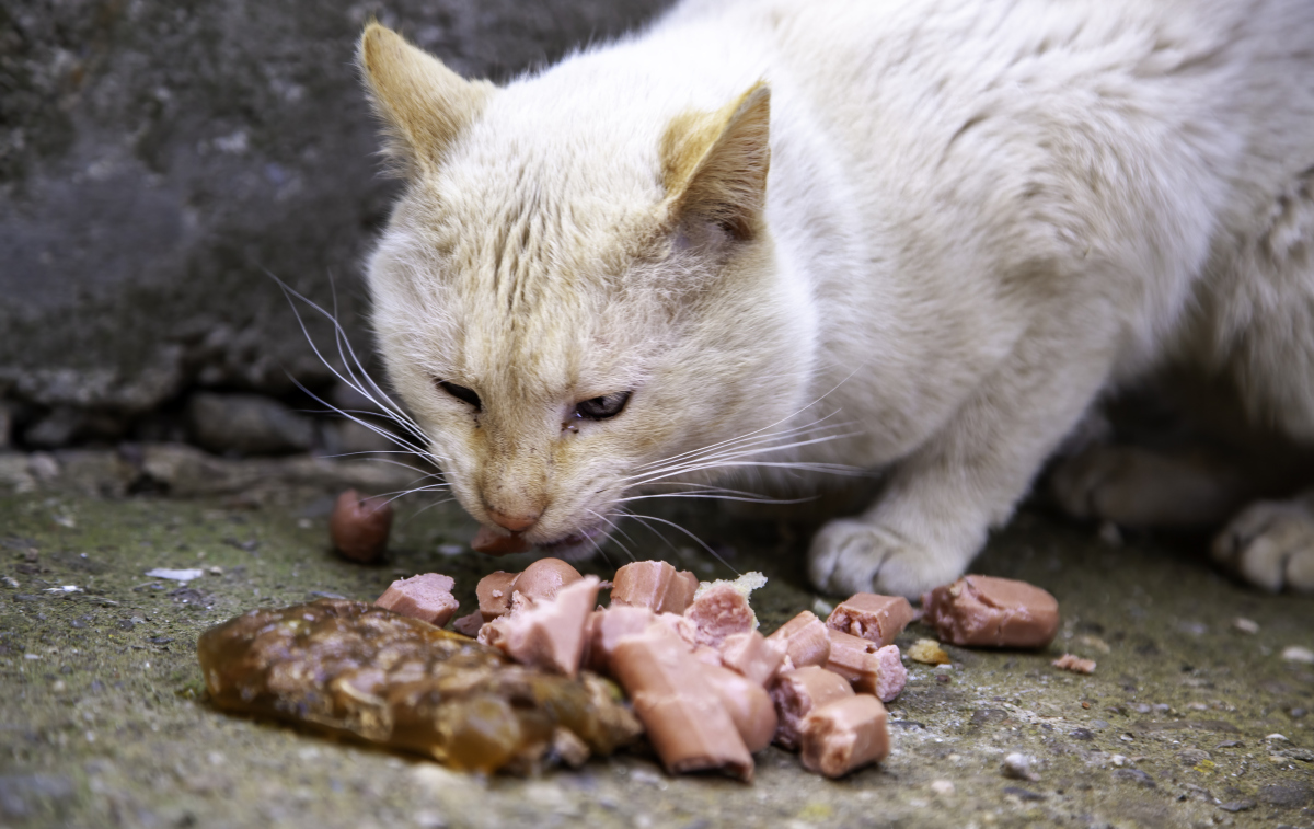 小区15只流浪猫一夜间死亡疑被投毒,业主心疼:还有怀孕的母猫呢!