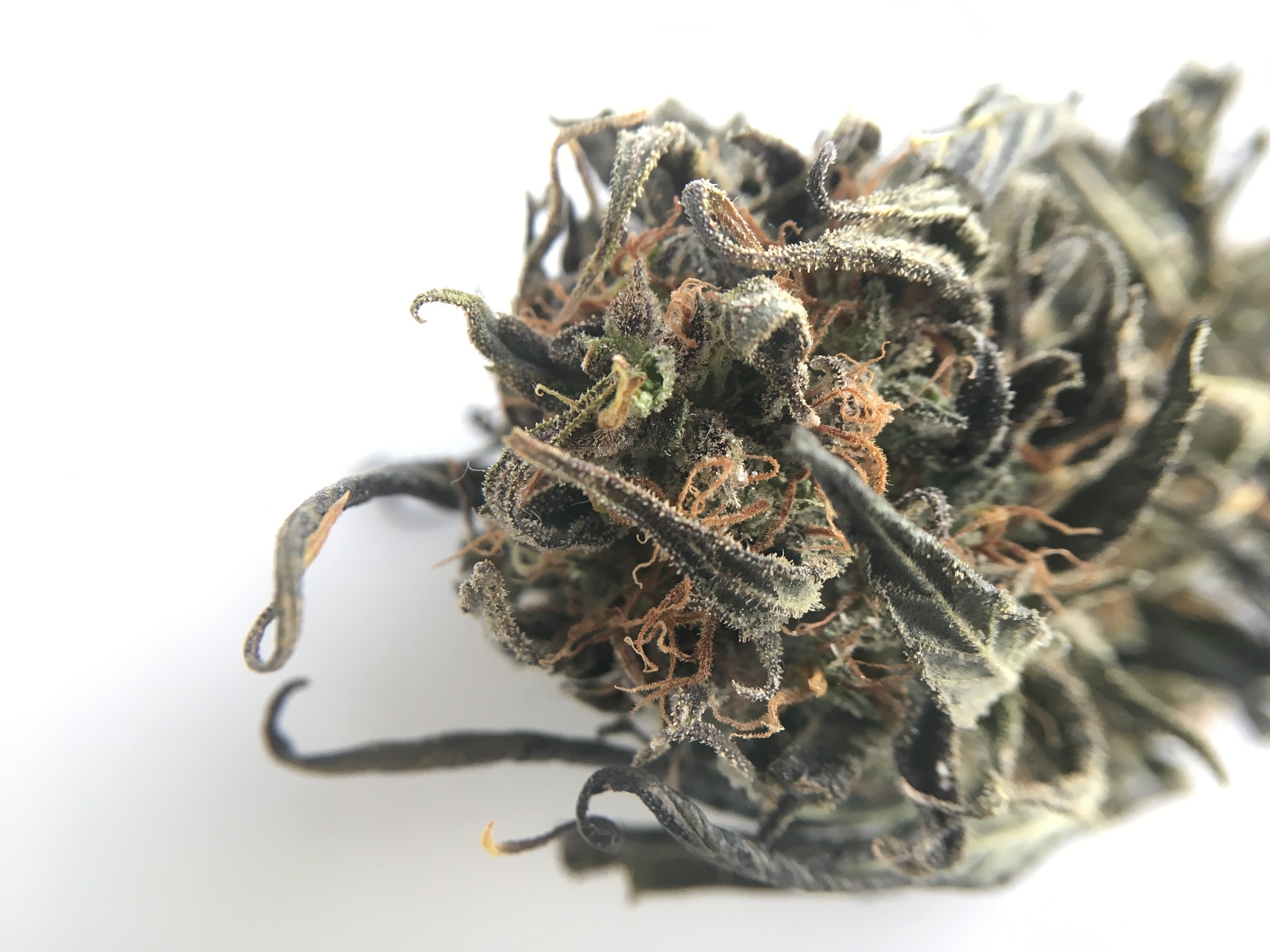 Quality The quality of the cannabis can be affected if the drying process is not done properly Using a suction-based vacuum chamber can cause the cannabis to dry too quickly which can lead to a loss o