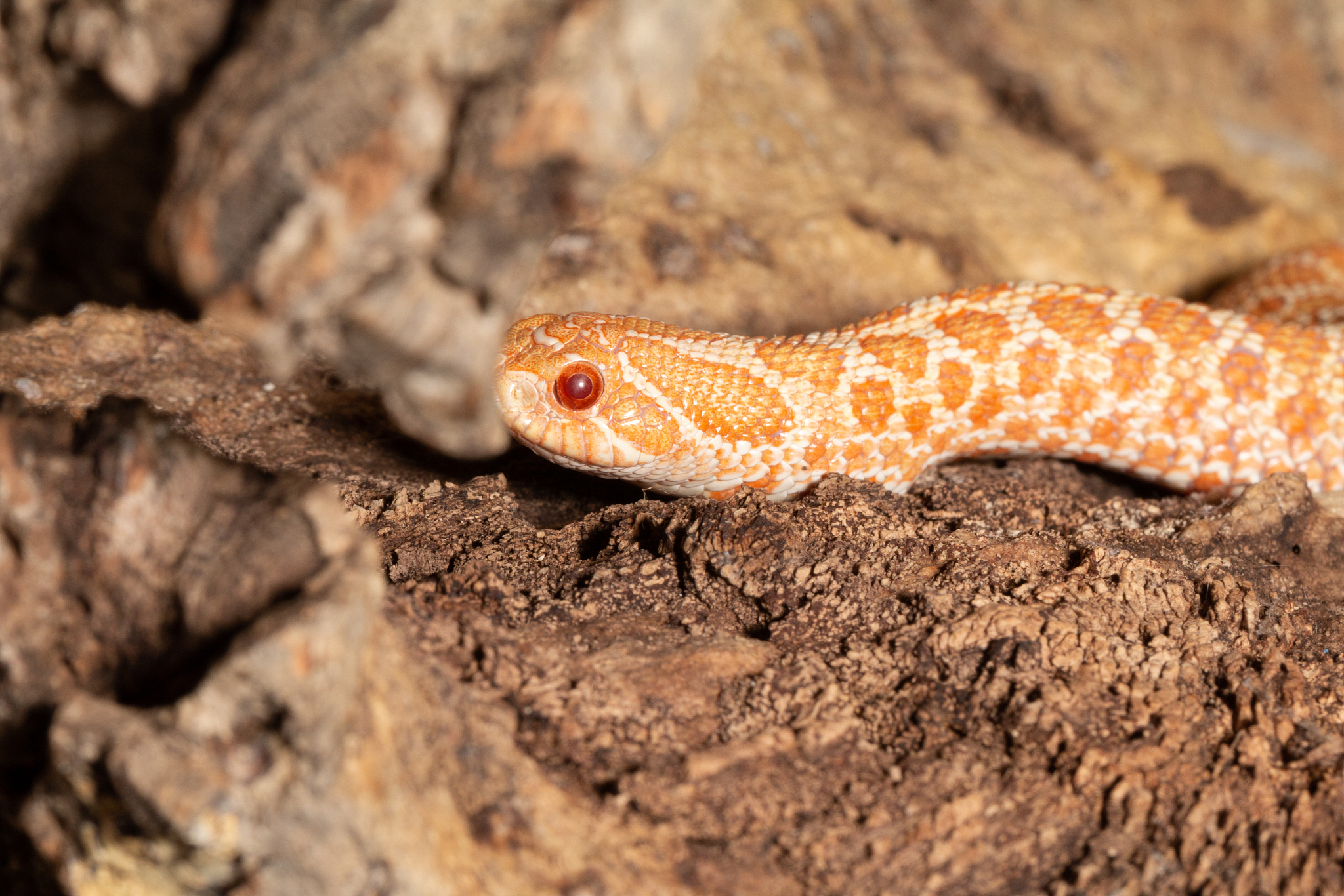 影响生物性状的因素：环境和基因
