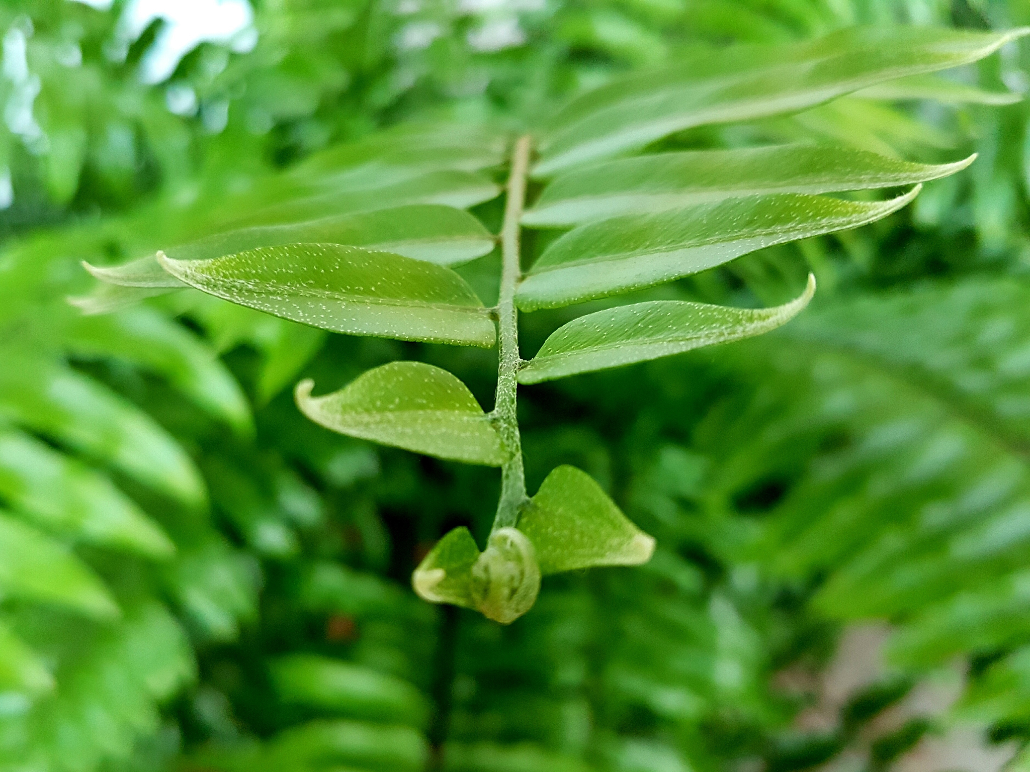 close-up of leaves