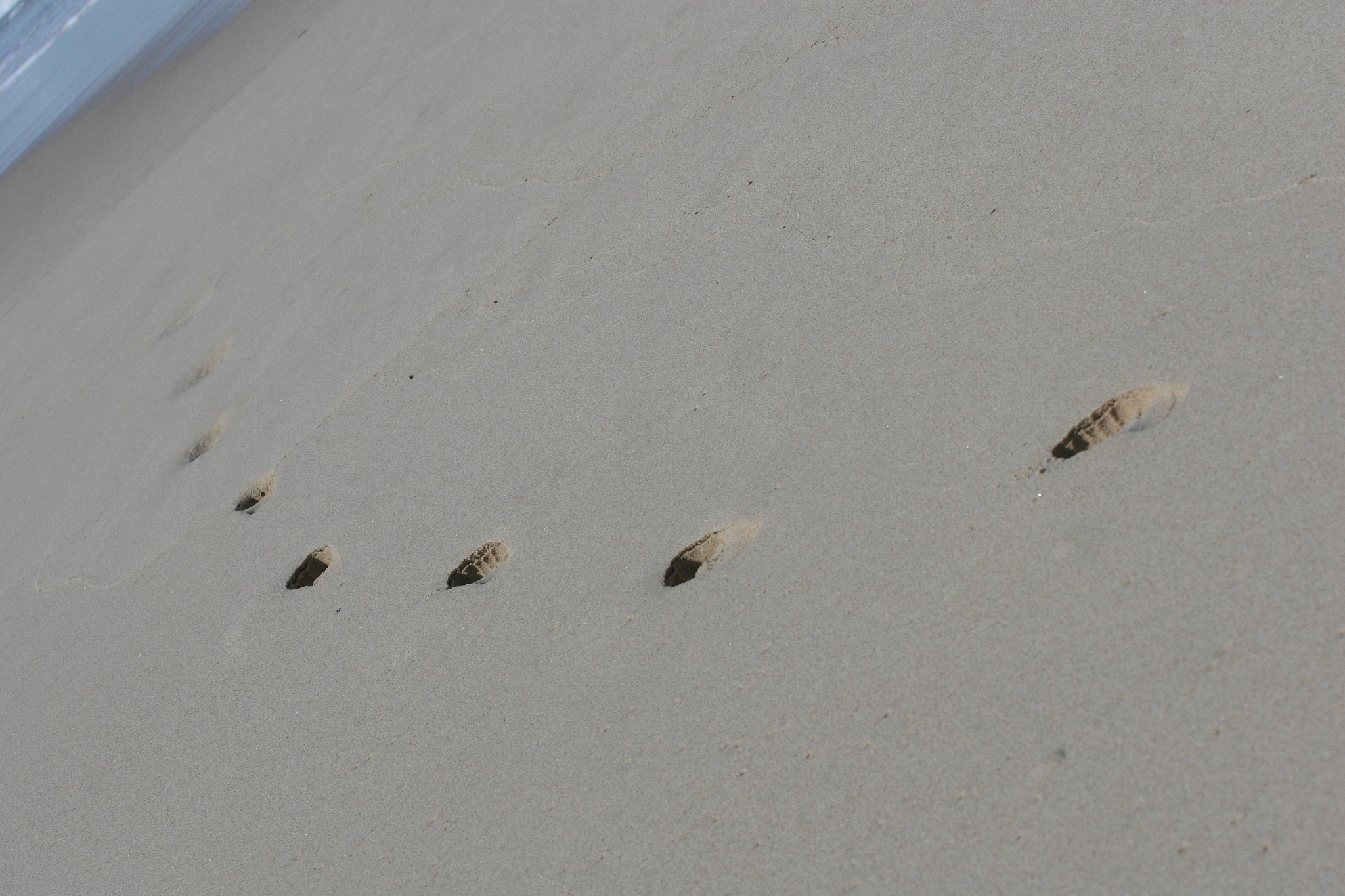 foot prints in the sand