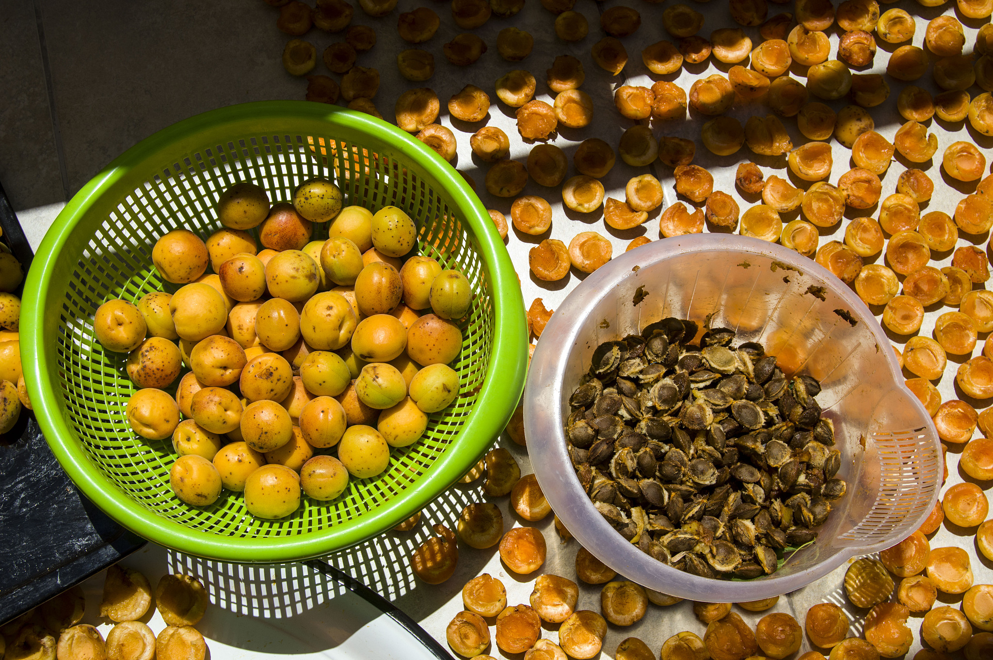 银杏油茶板栗的主要价值