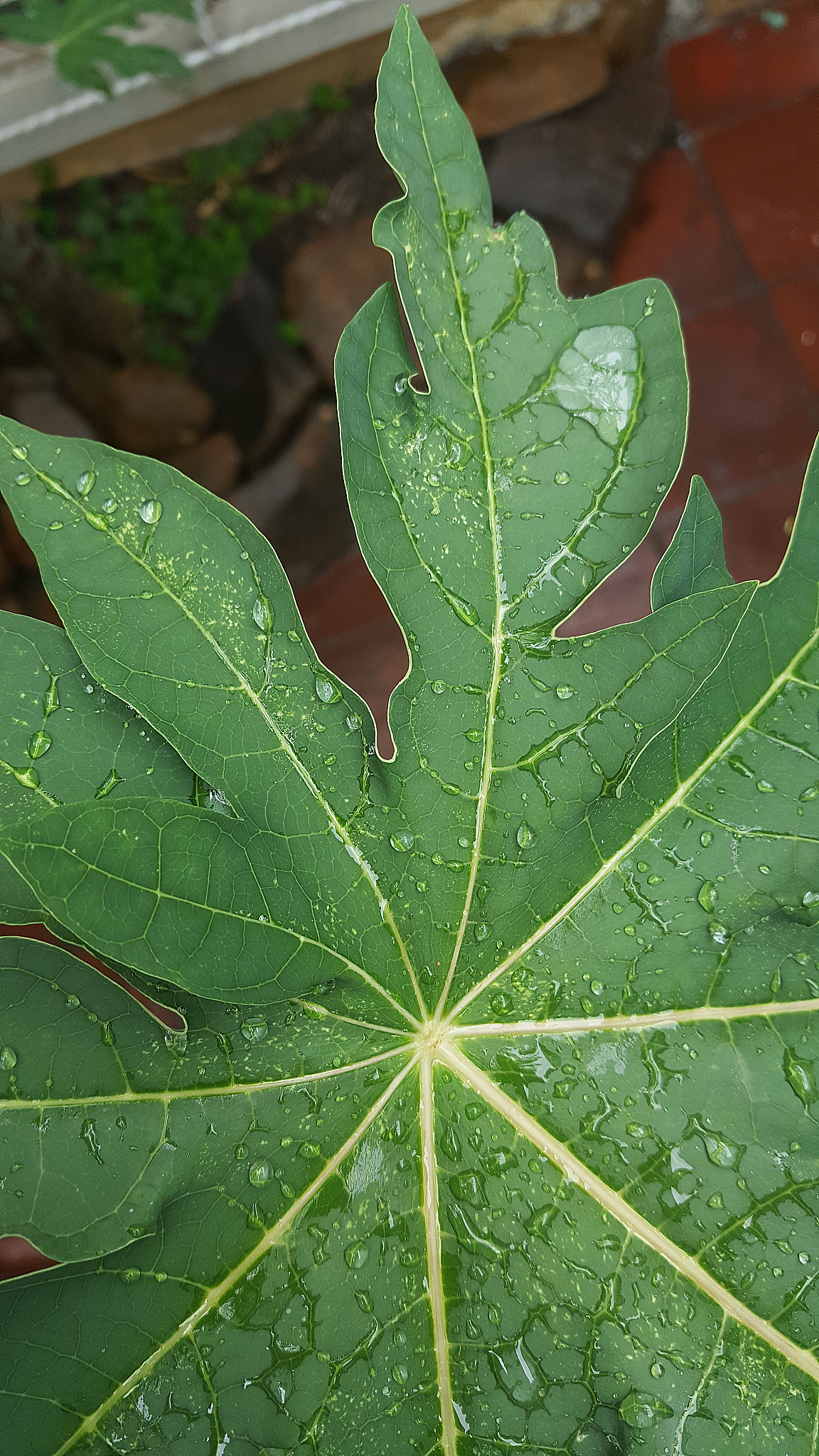 nature: raindrops