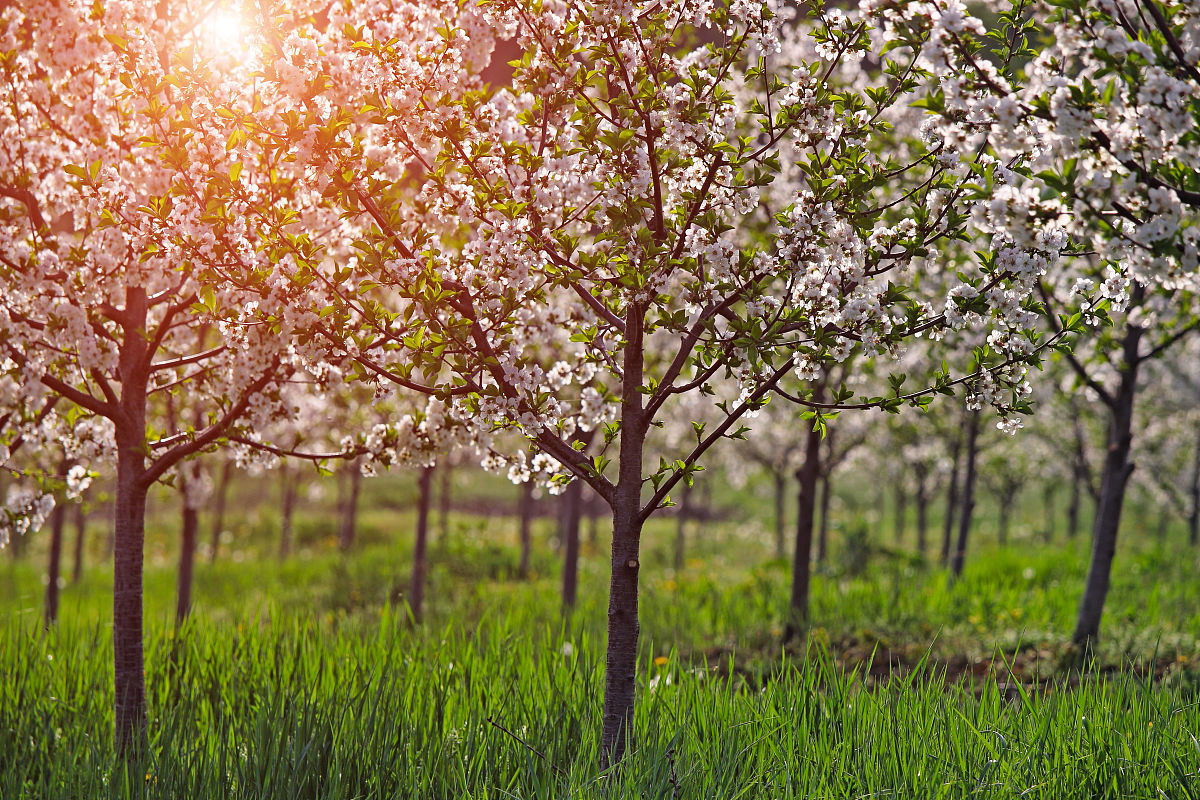 一棵小桃树分段概括