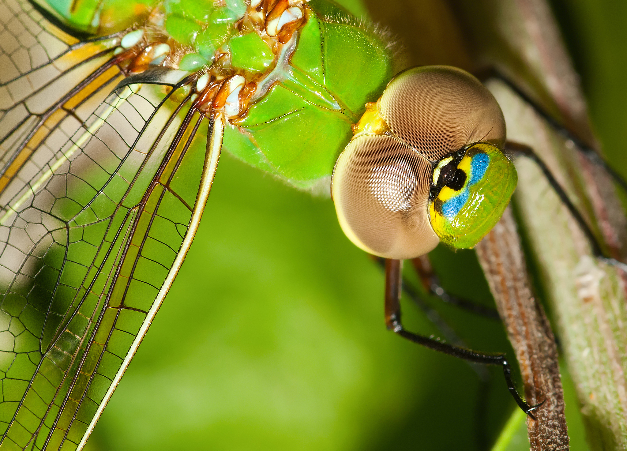 dragonfly