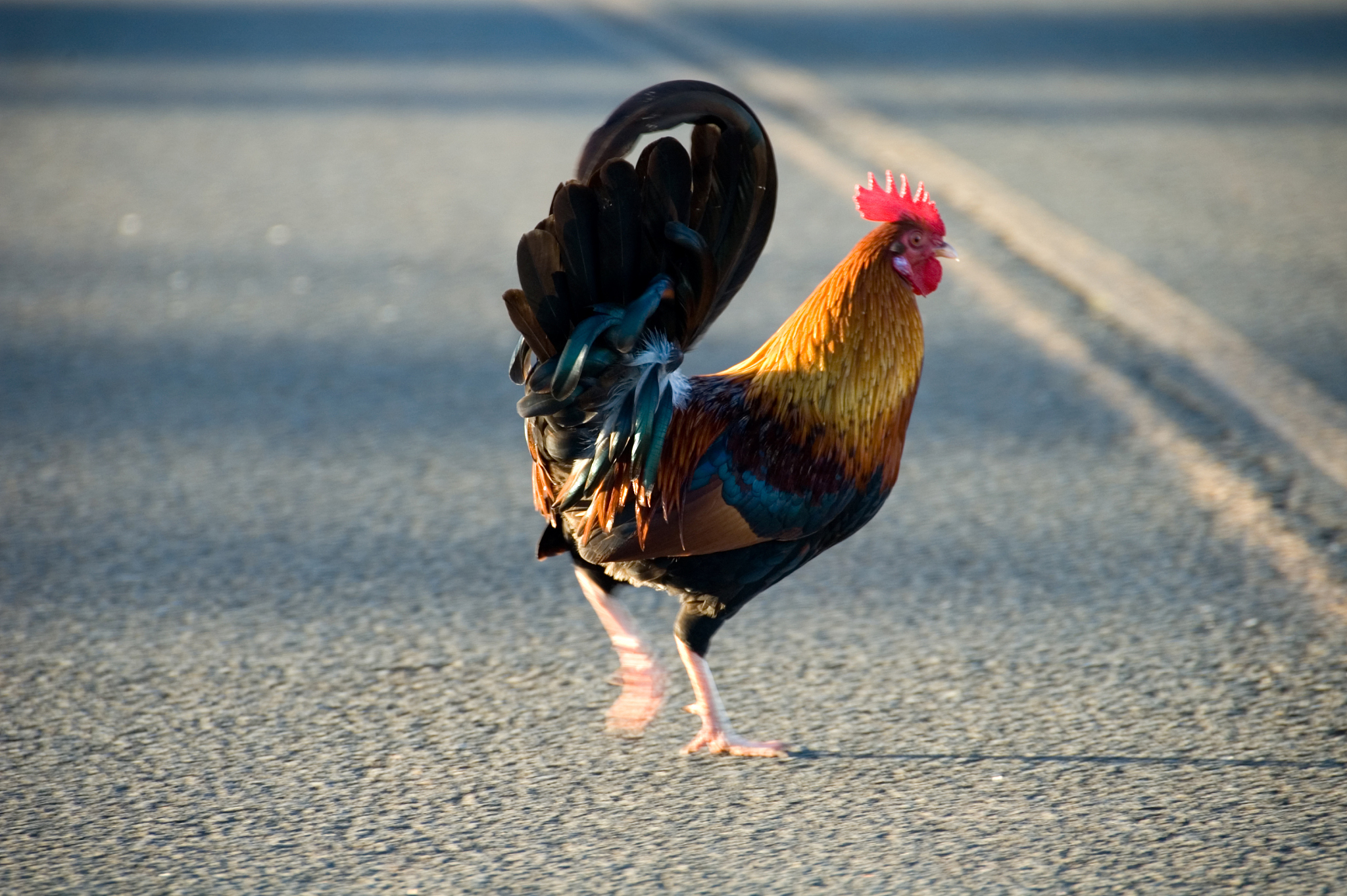 chicken crossing the road