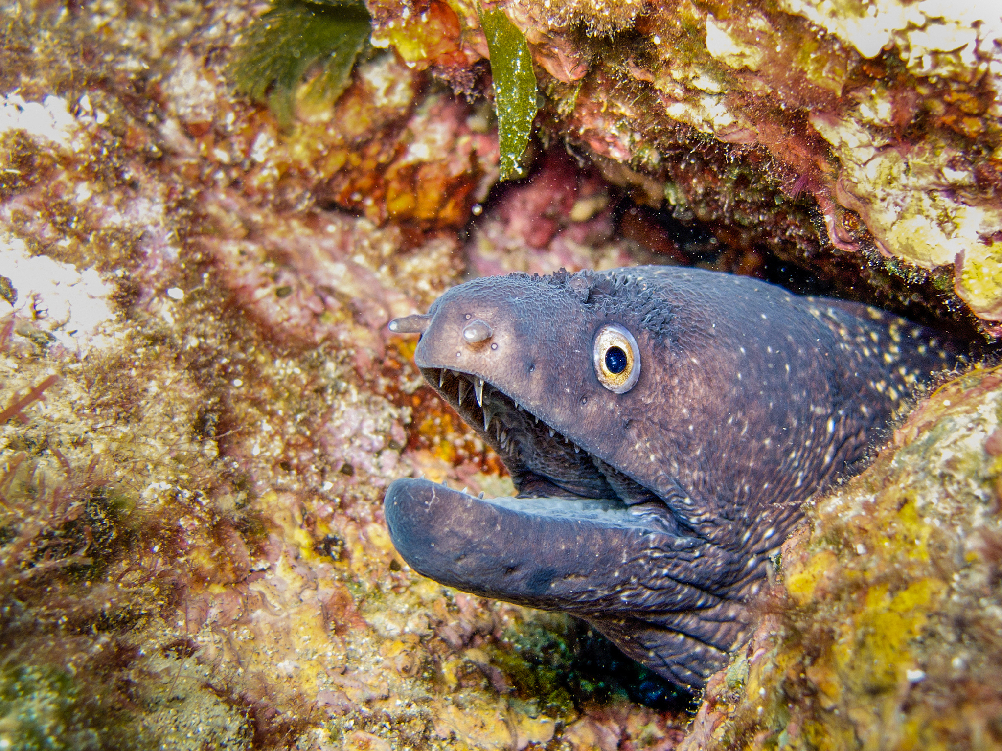 沙漠鱼：能在陆地上生存两天的神奇生物！