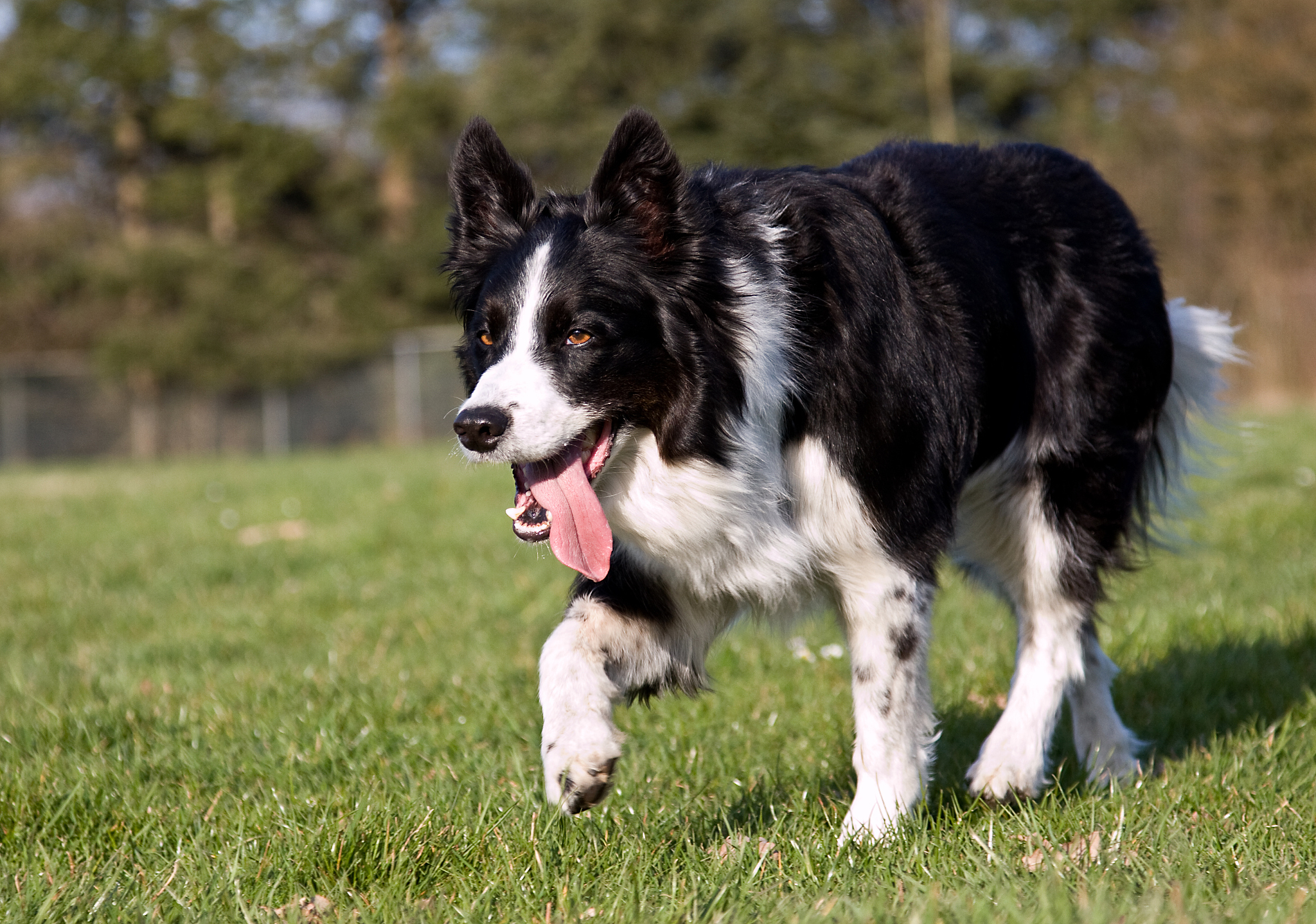 犬类按照功能分类：工作犬和伴侣犬
