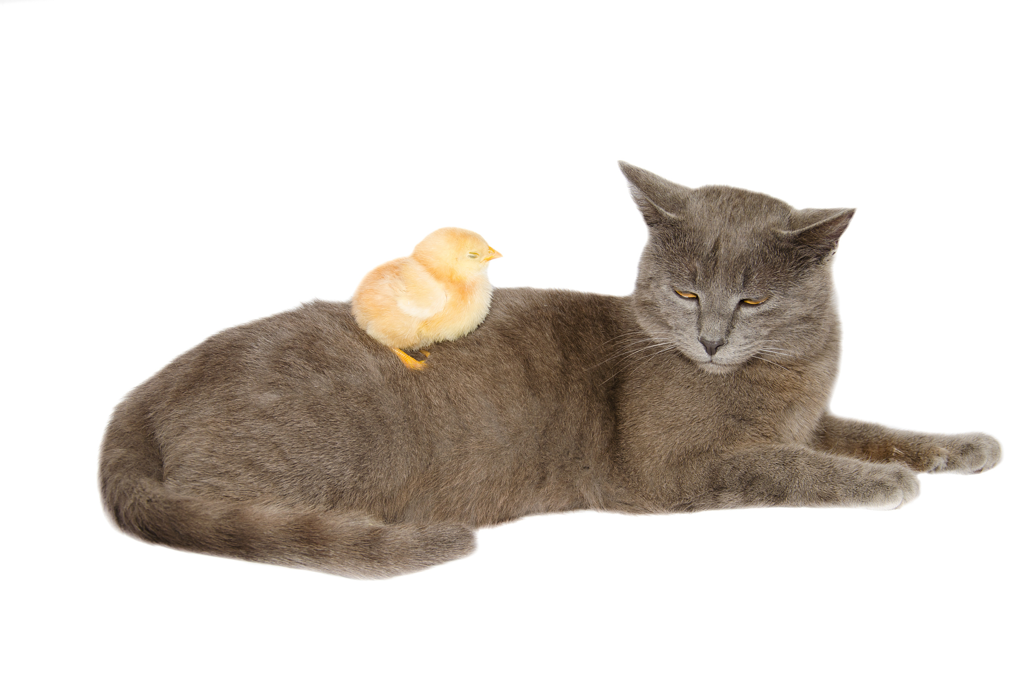 chick and cat