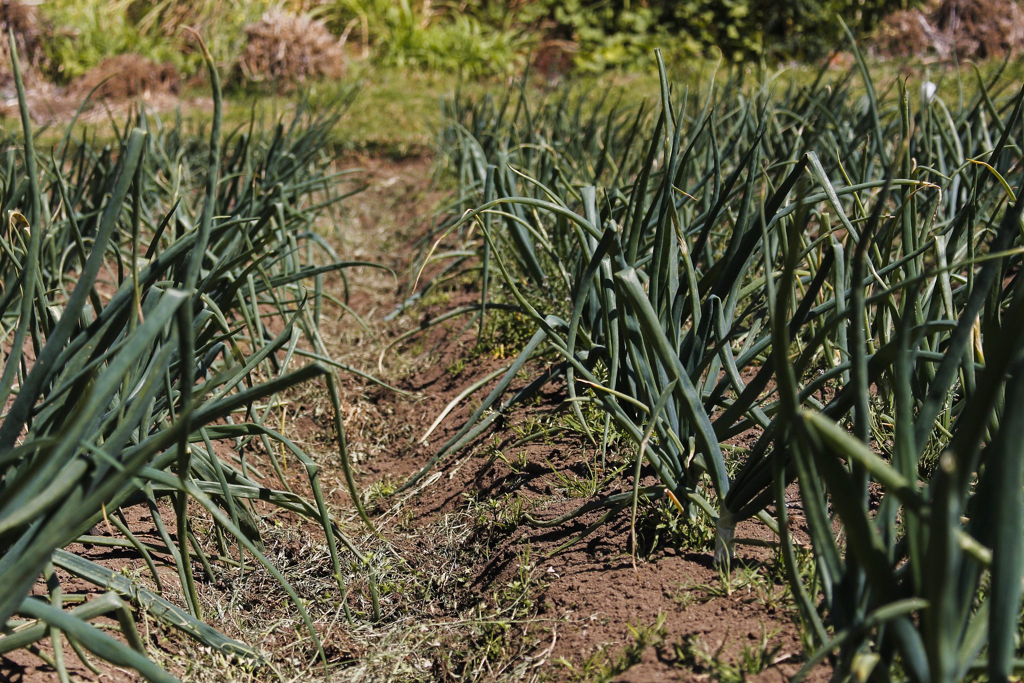 onion plantation in home nursery - agricultural plantation with 
