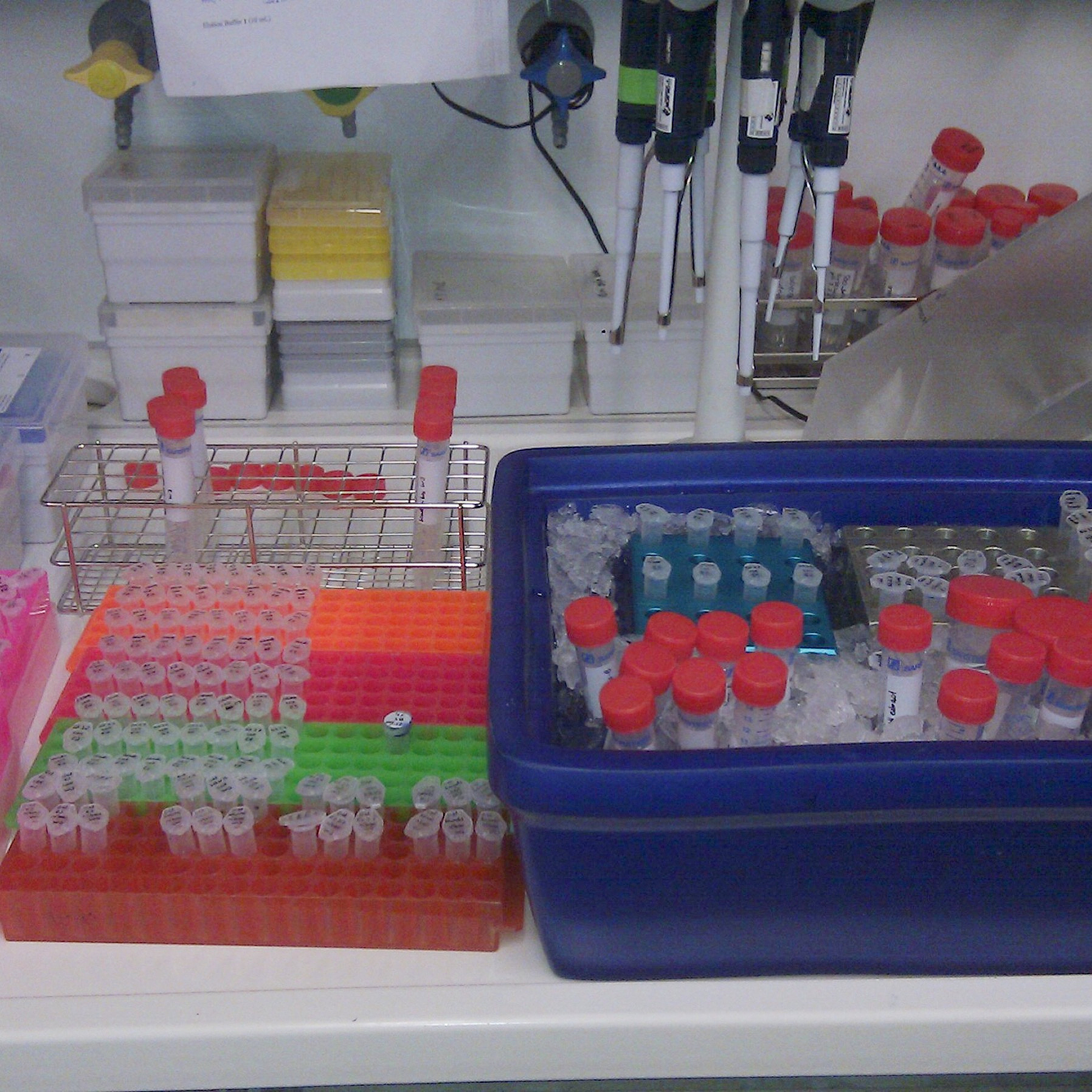 小学科学实验：DNA提取项目式设计活动