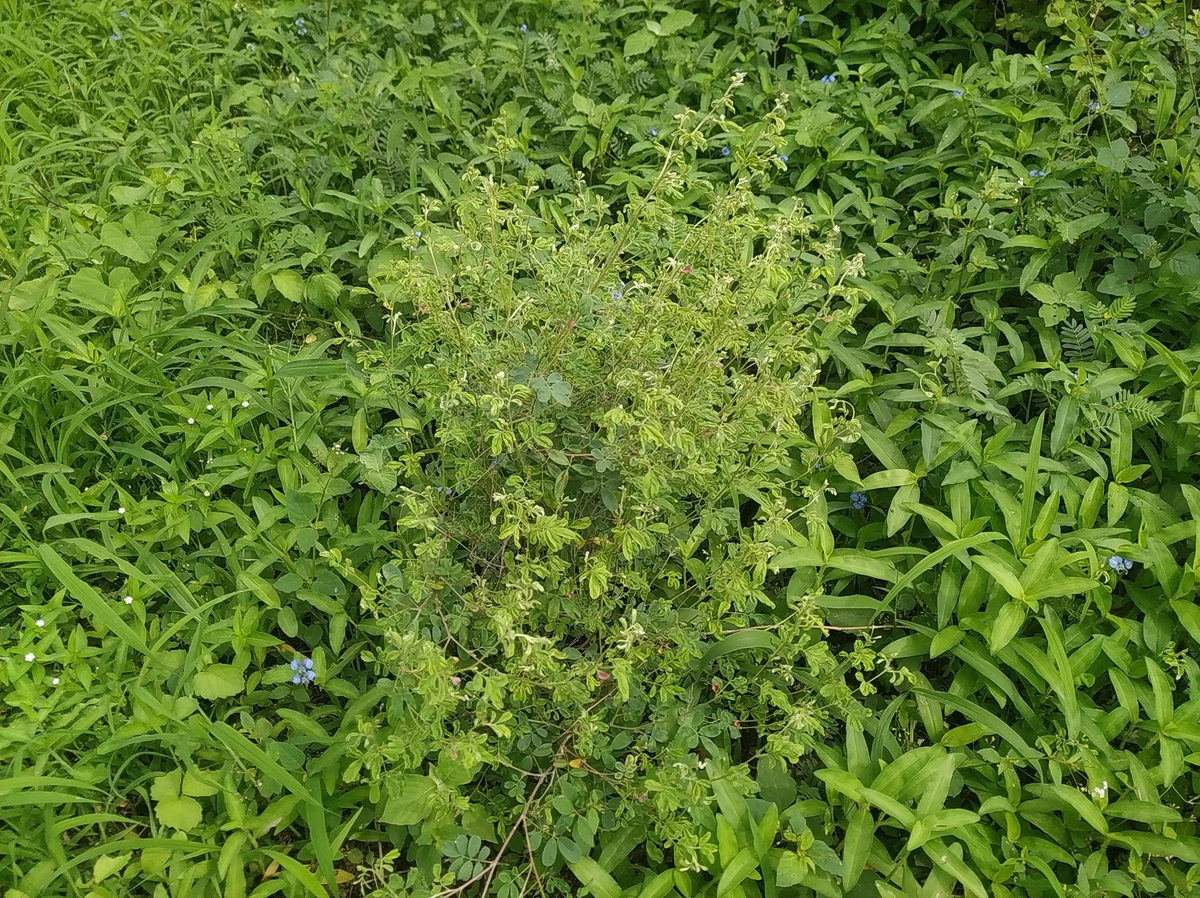 黄芪种植能用乙莠草除草剂吗？