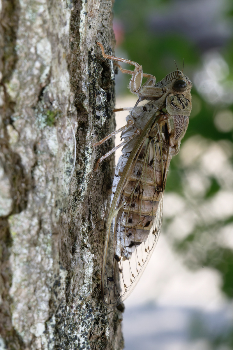 山东夏日顶流知了猴