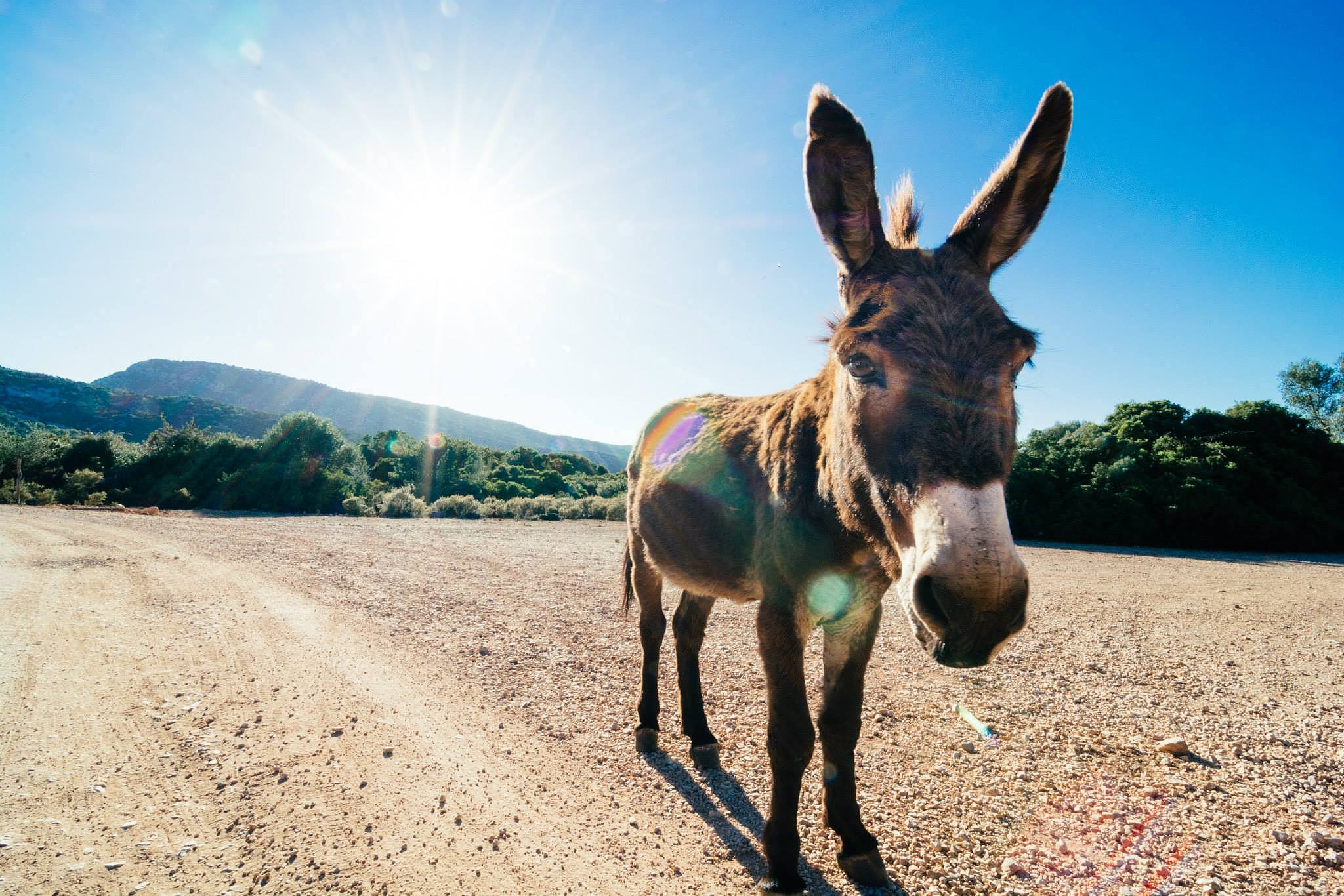 donkey!