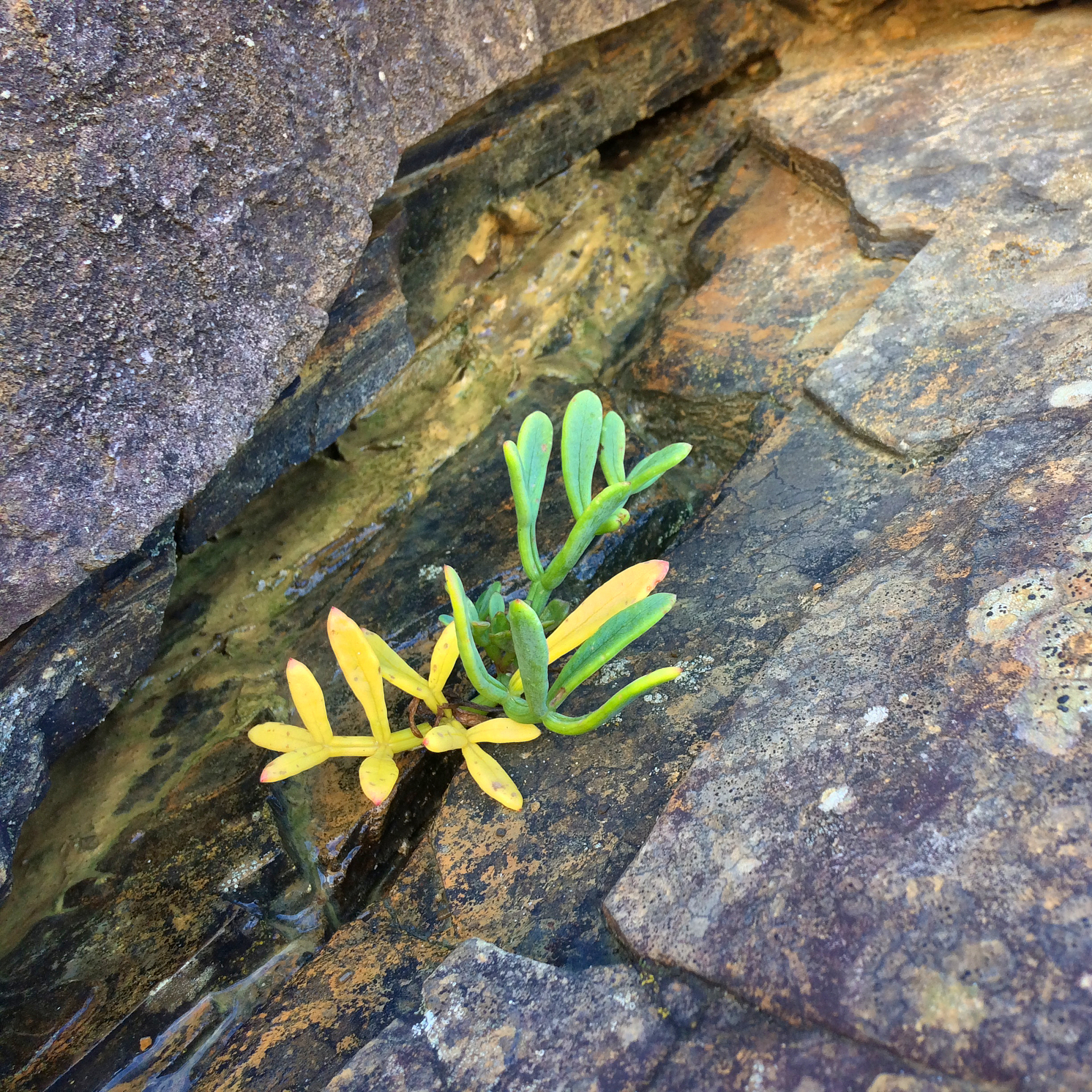 应该通过植物品种选择、植株选择质量、植物的搭配方式、栽植方式等方面进行品质分析。