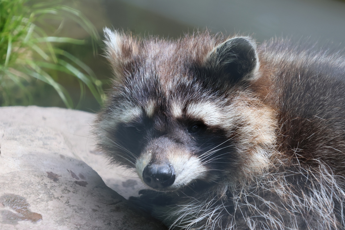“Raccoon”的中文翻译是什么？